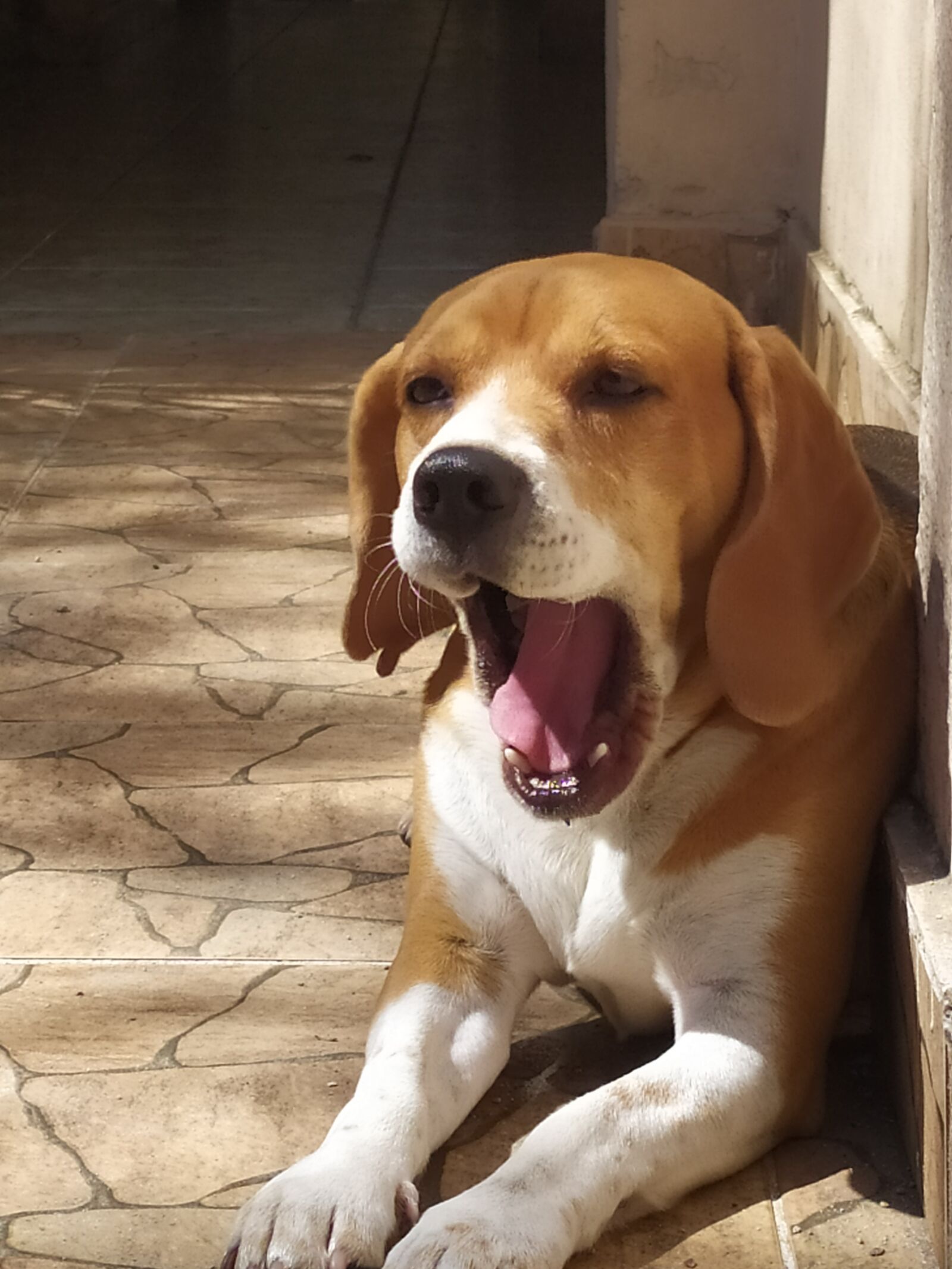 Xiaomi Redmi Note 7 sample photo. Beagle, dog, puppy photography