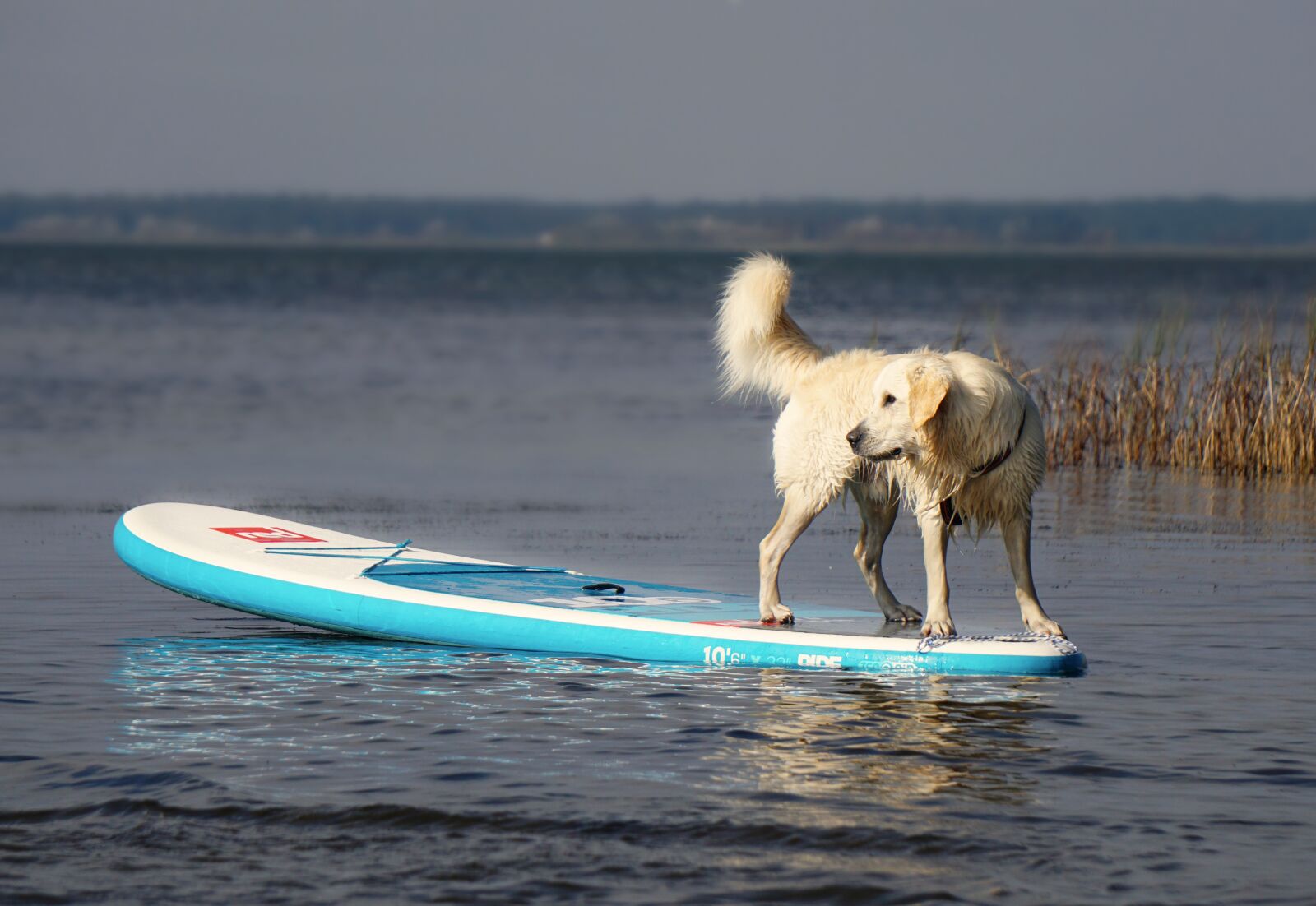 Sony E 55-210mm F4.5-6.3 OSS sample photo. Golden retriever, dog, pet photography