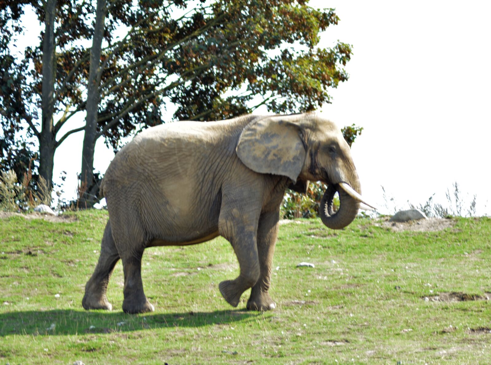 Nikon D5200 sample photo. Elephant, india, zoo photography