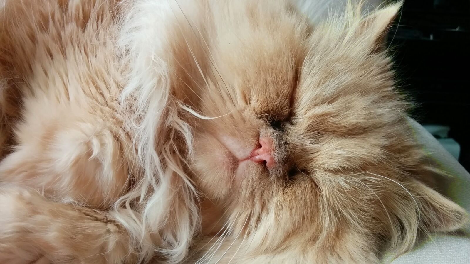 LG Nexus 5 sample photo. Cat, furry photography