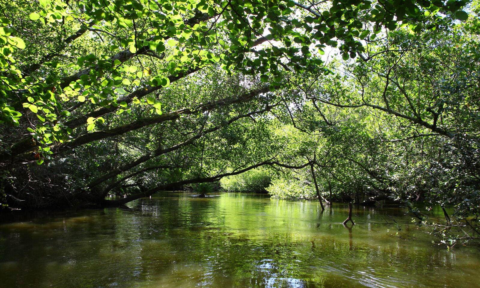 Canon EOS 5D Mark II sample photo. Boat, evergreen, green, landscape photography