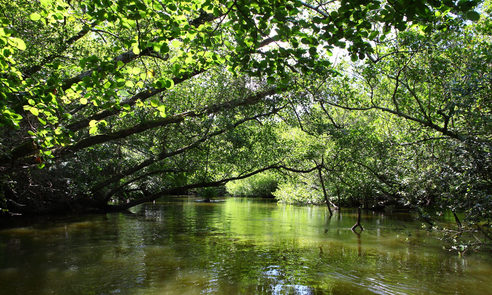 Canon EF 24-70mm F2.8L USM sample photo. Boat, evergreen, green, landscape photography