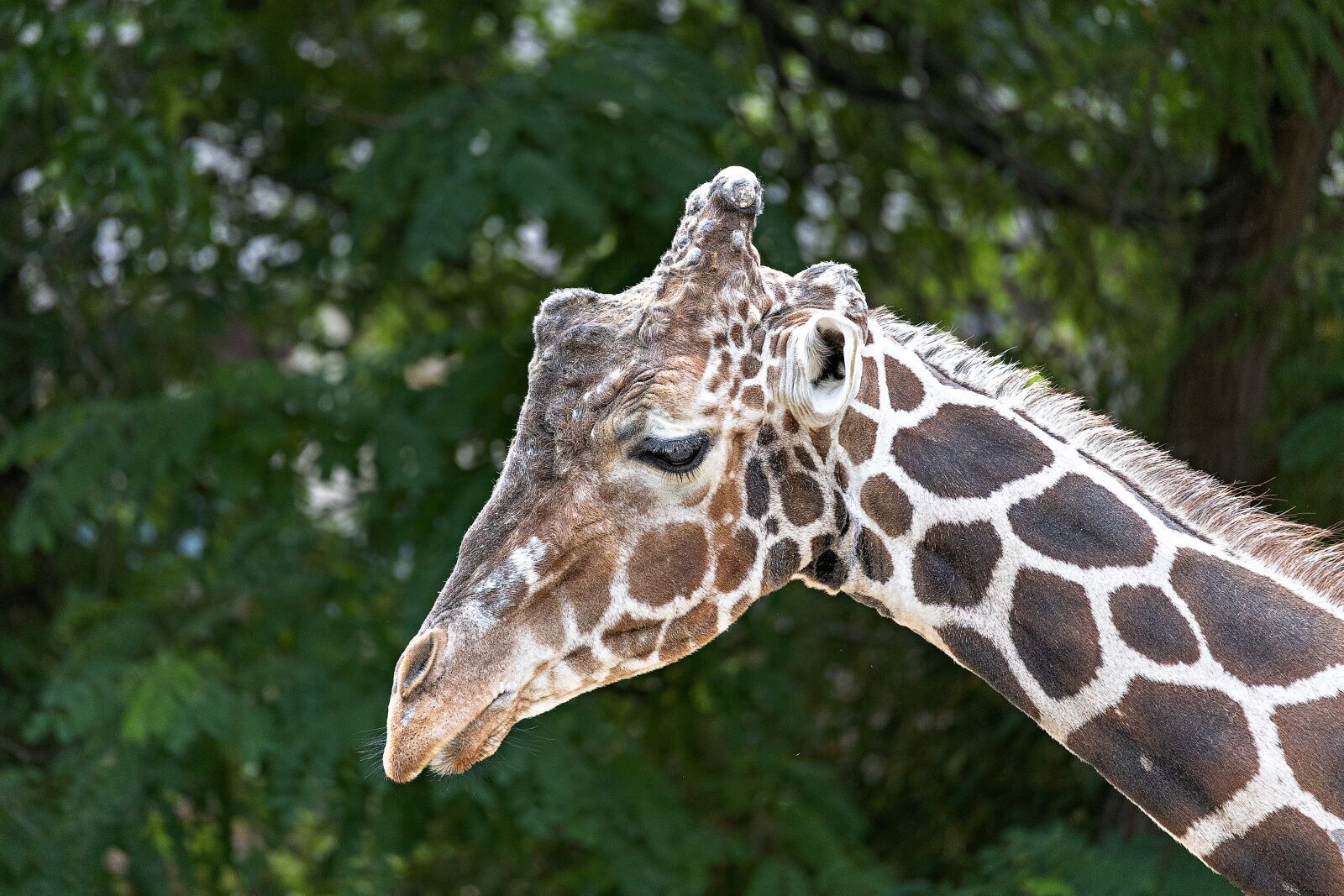 Canon EOS RP sample photo. Giraffe, zoo, animal photography