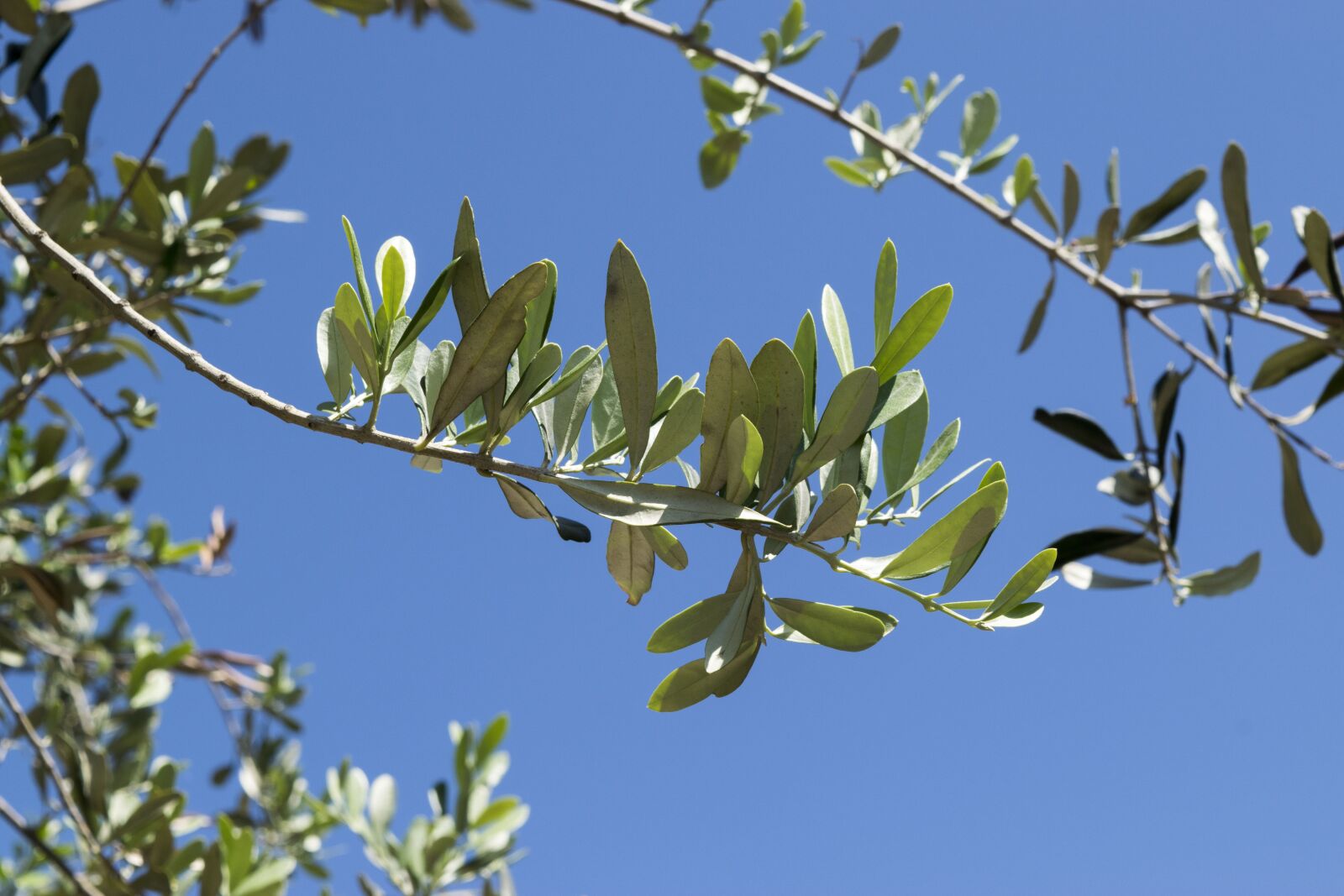 Nikon D5300 sample photo. Sky, landscape, blue sky photography