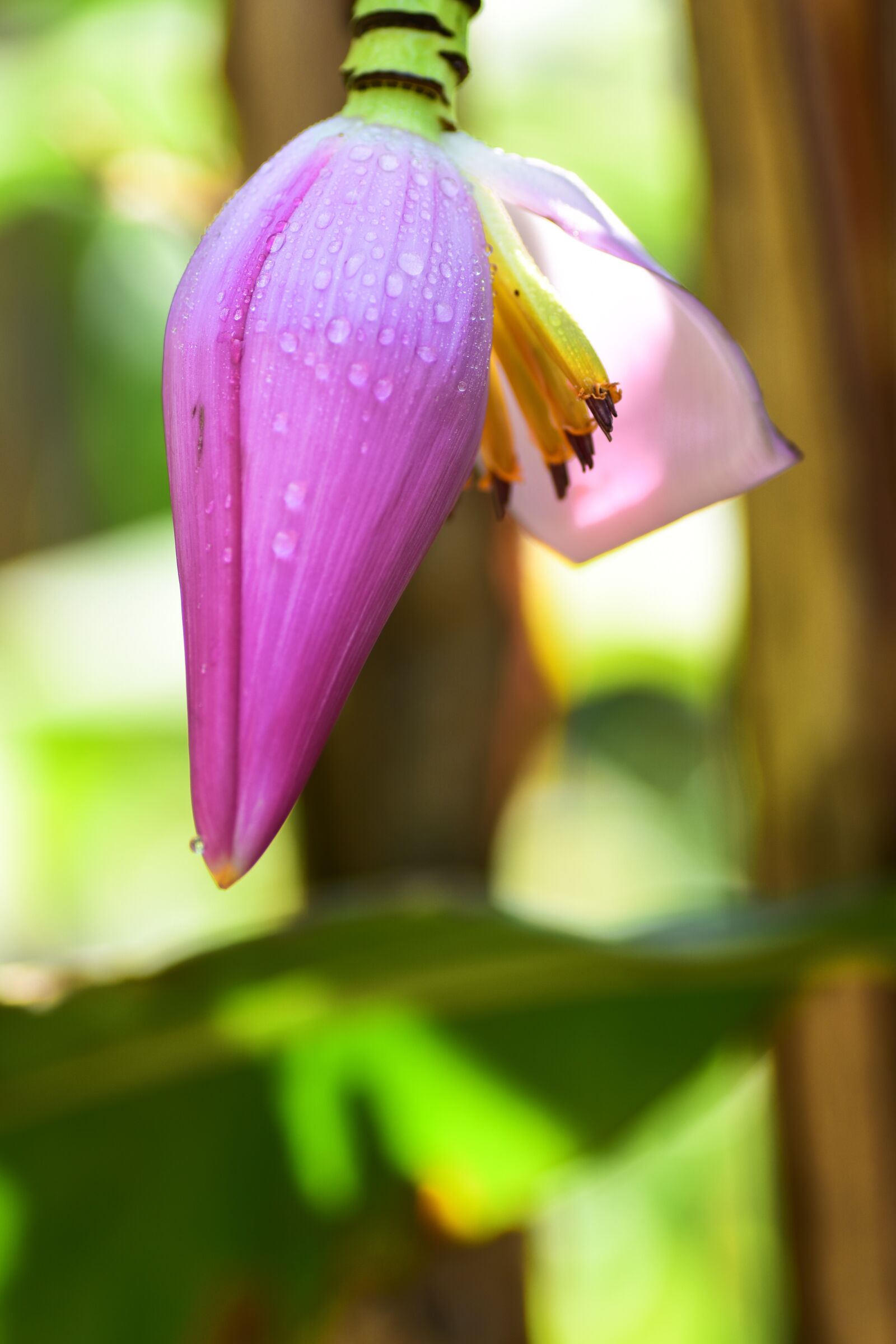 Nikon D5500 sample photo. Spring, flowering, plant photography