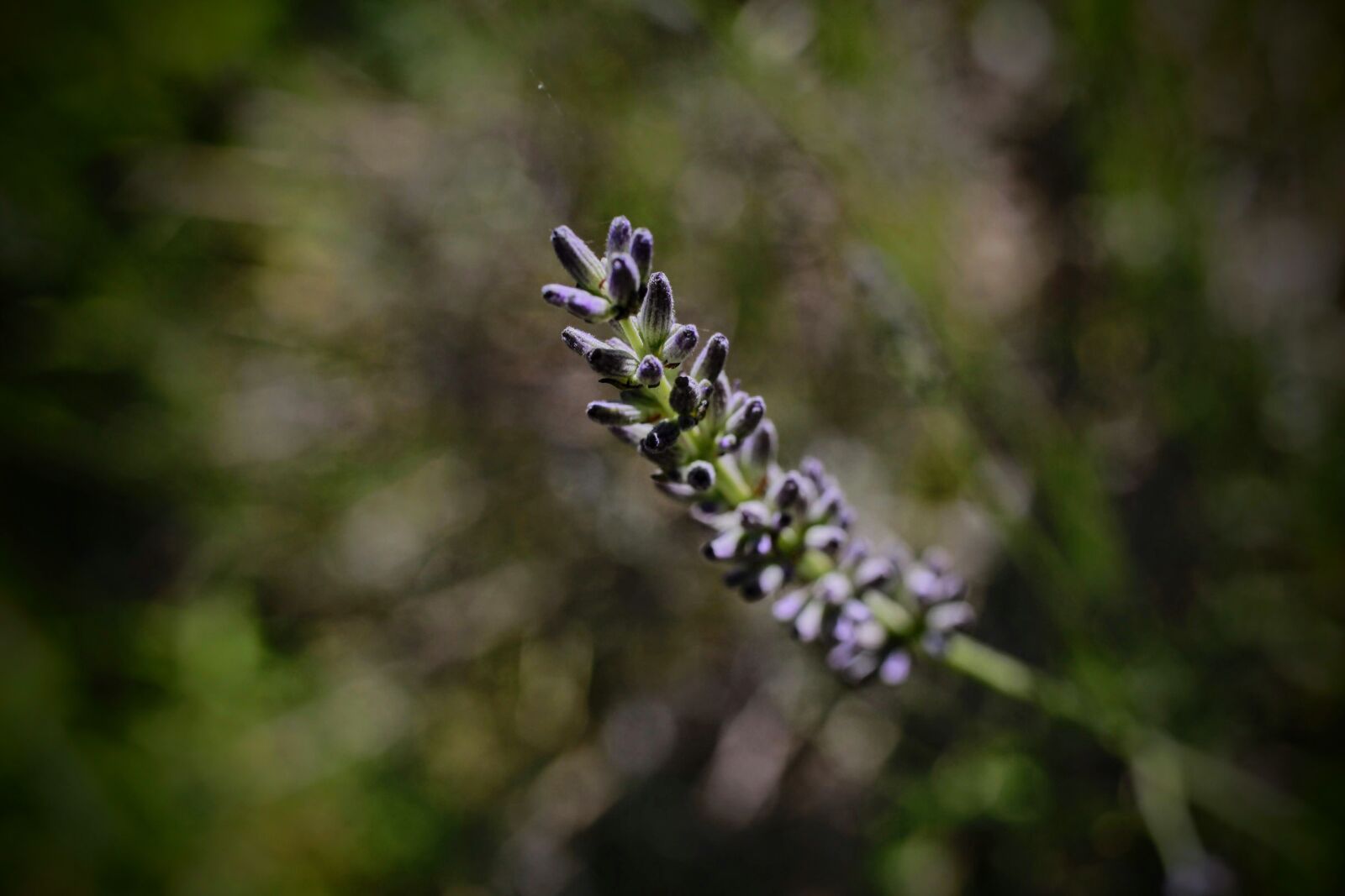 Canon EF-S 35mm F2.8 Macro IS STM sample photo. Flowers, lavender, plant photography