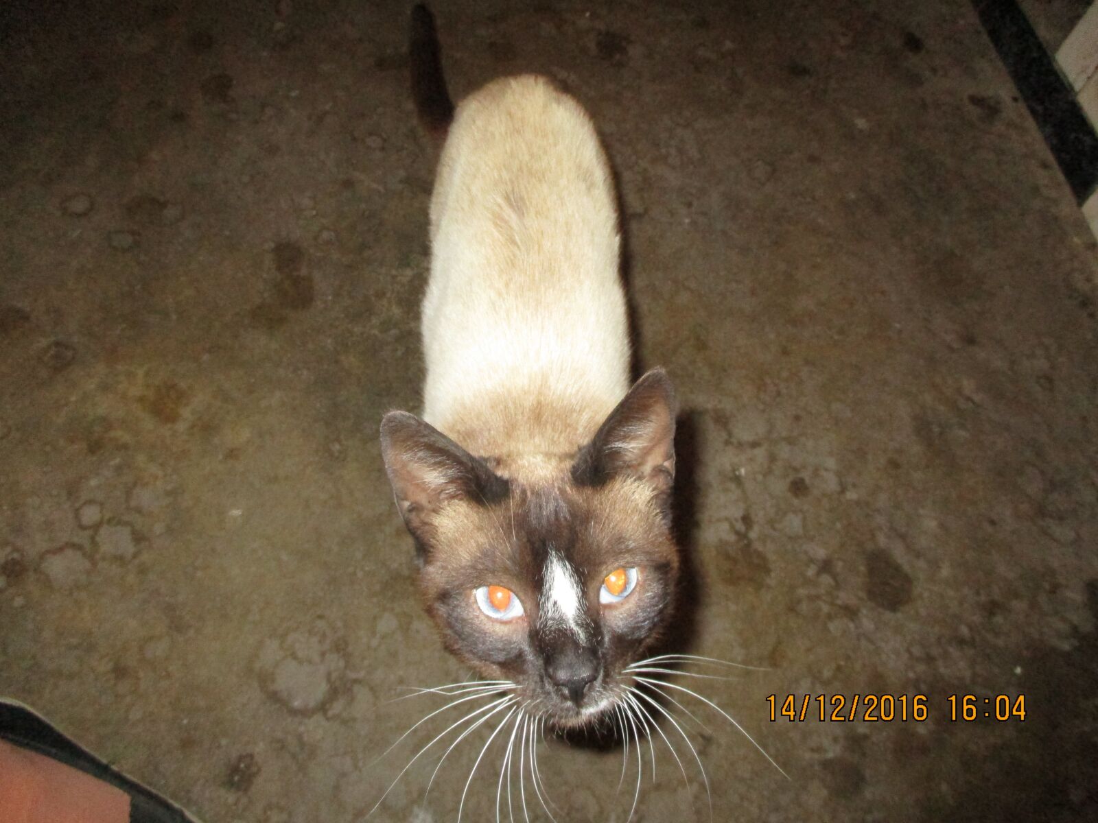 Canon PowerShot ELPH 180 (IXUS 175 / IXY 180) sample photo. Gato, ojitos, bonitos photography