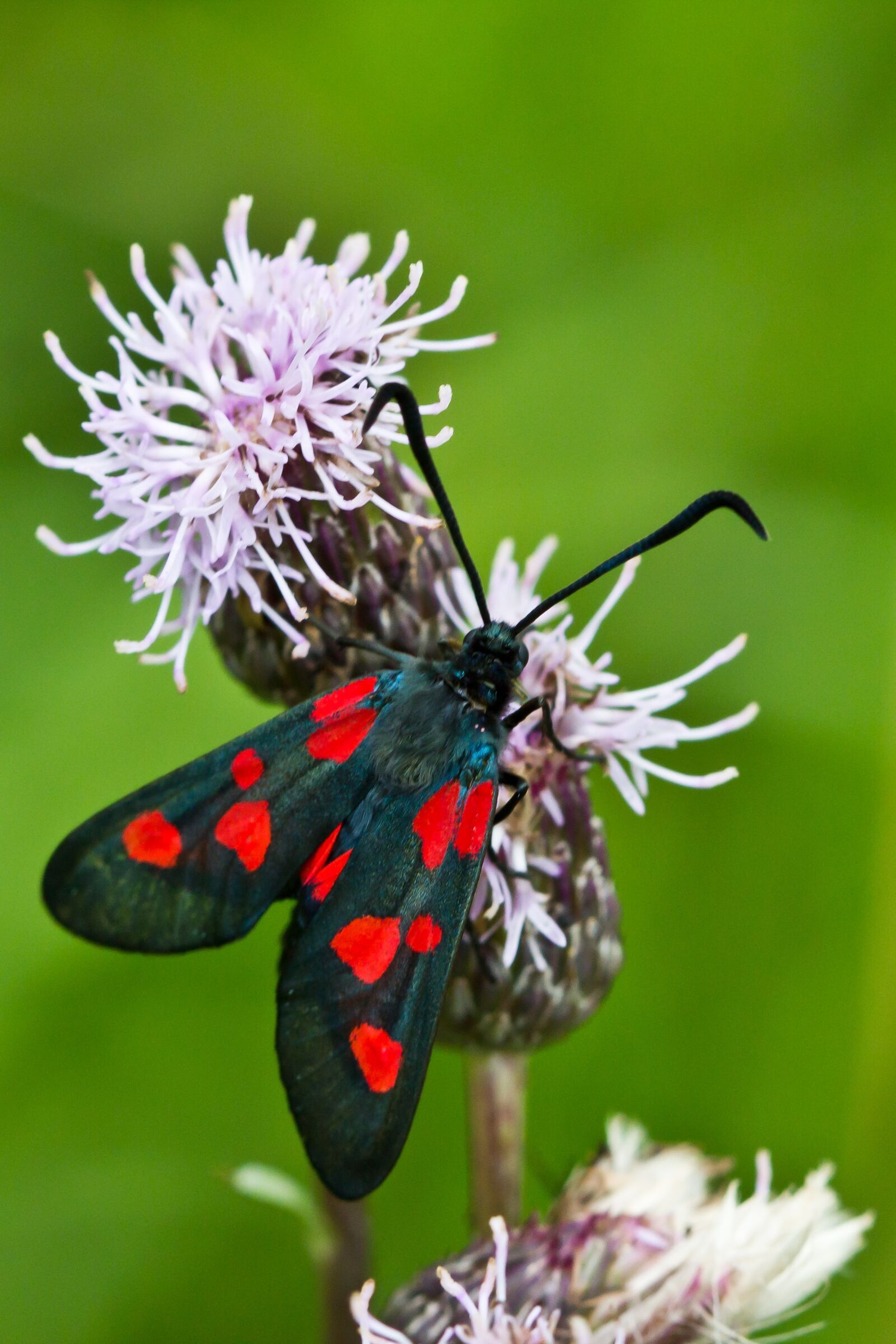 Canon EOS 550D (EOS Rebel T2i / EOS Kiss X4) sample photo. Butterfly, flower photography