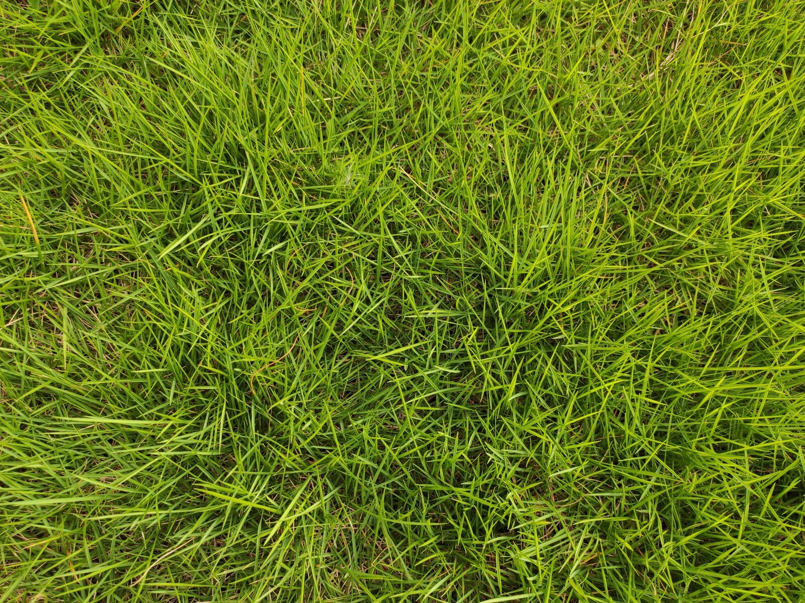 Xiaomi MI CC 9 sample photo. Grass, green, environment photography