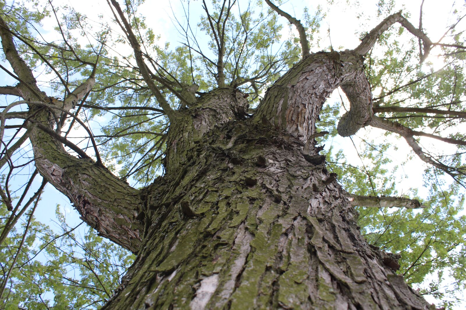 Canon EOS 700D (EOS Rebel T5i / EOS Kiss X7i) sample photo. Wood, bark, branches photography