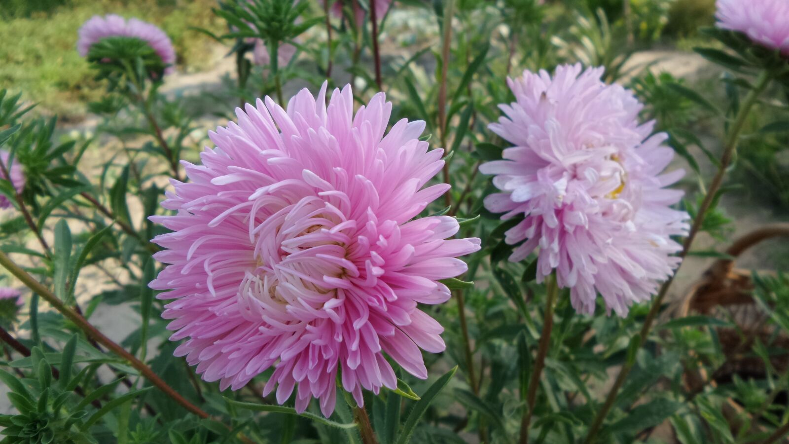 Samsung Galaxy K Zoom sample photo. Annual, aster, pink photography