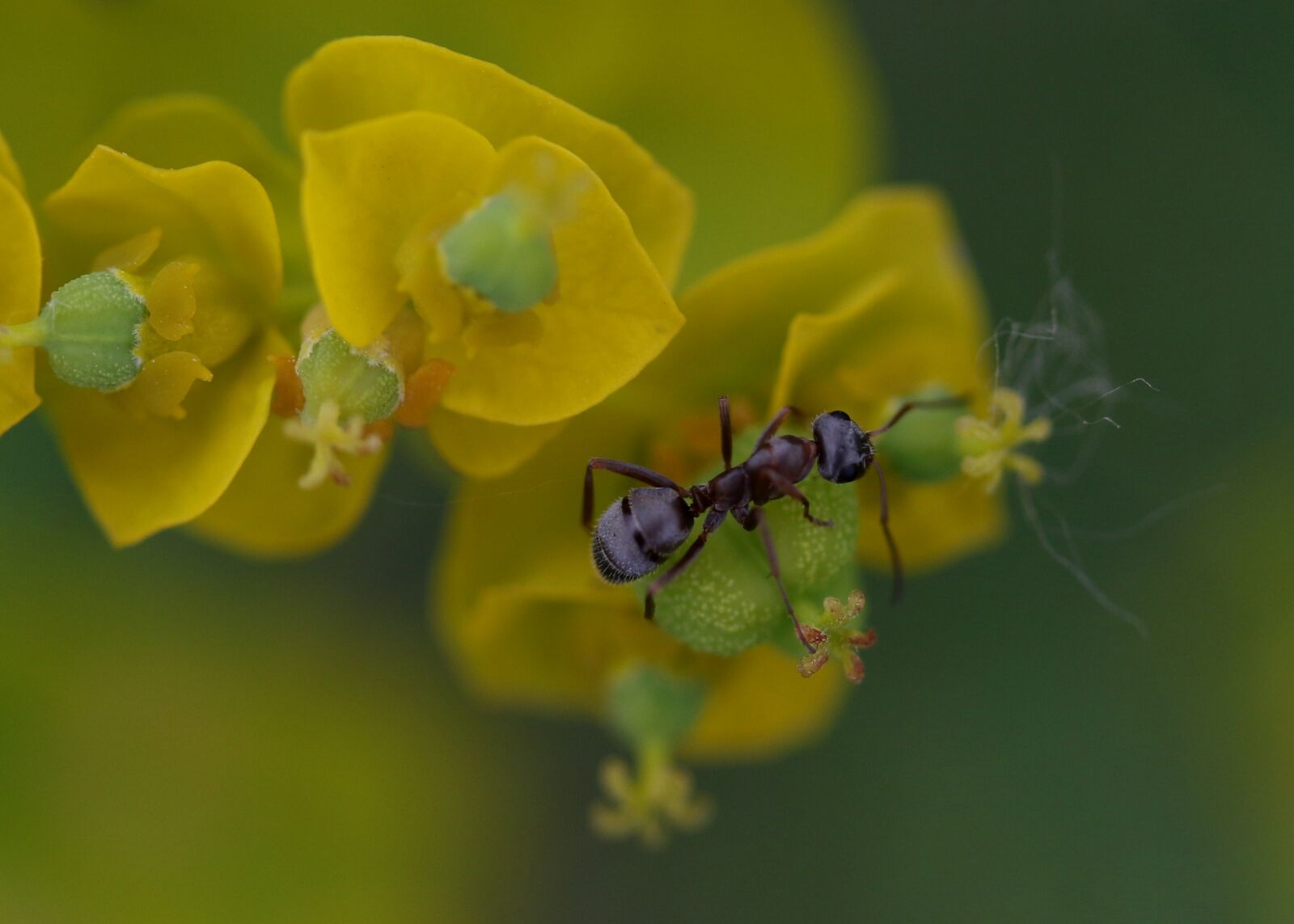 Canon EOS 7D Mark II + Canon EF-S 60mm F2.8 Macro USM sample photo. Ant, insecta, plant photography