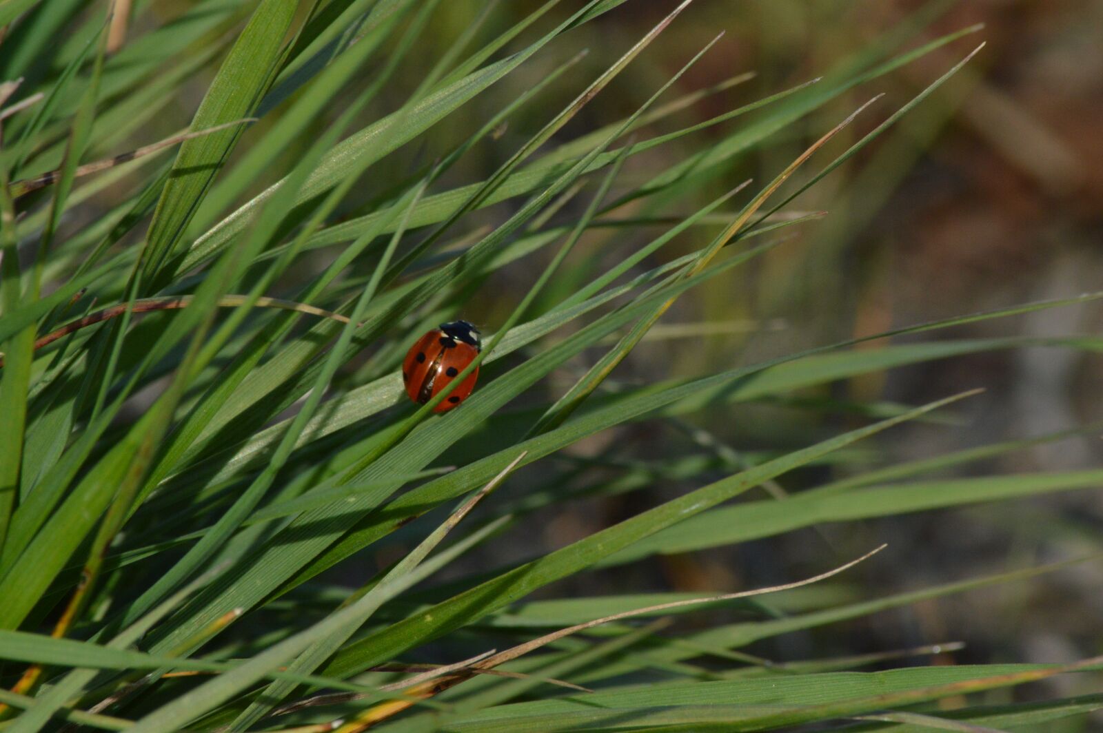 Nikon D3200 sample photo. Ladybug, beetle, polka dots photography