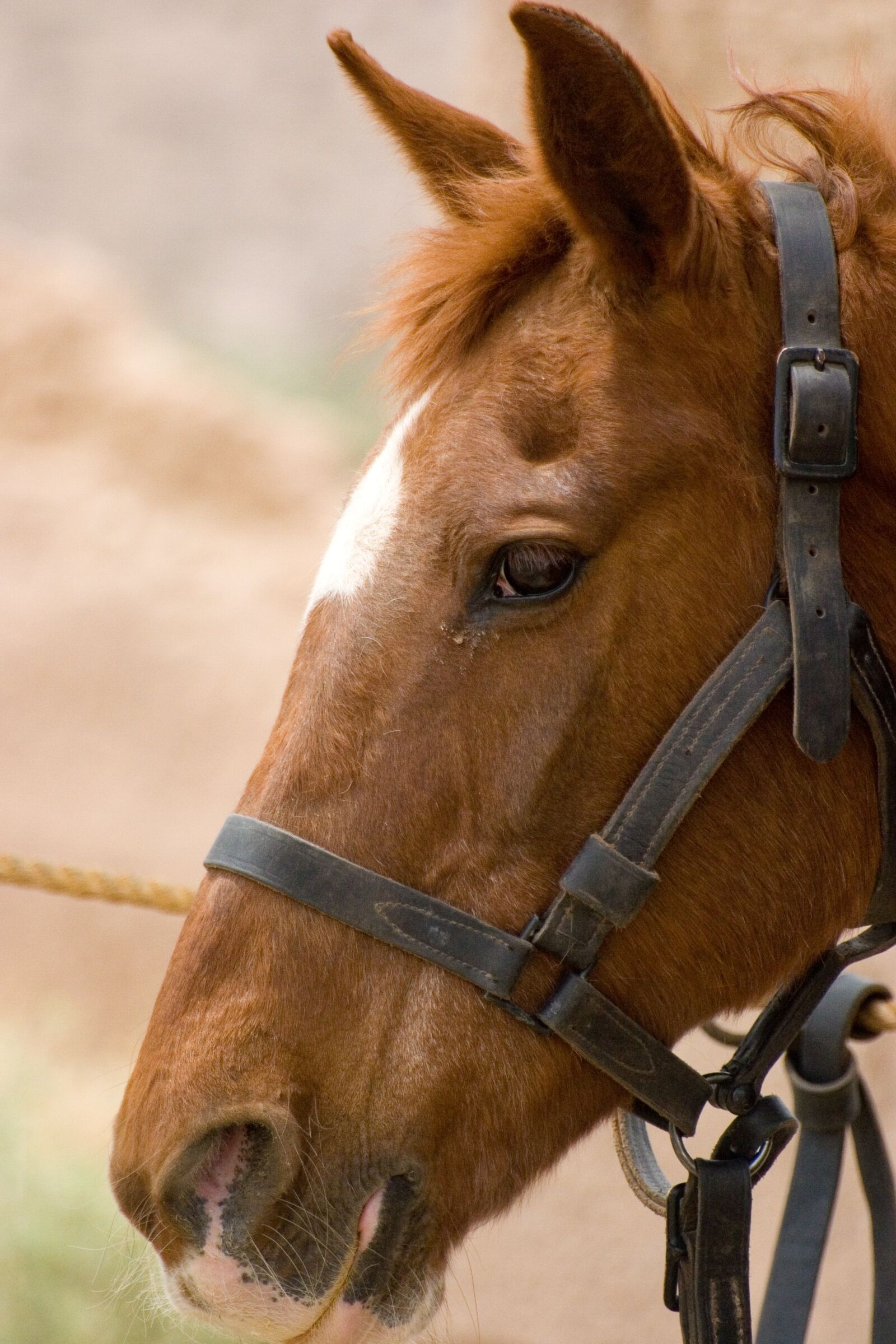 Canon EOS 20D sample photo. Cavalry, fort, historic photography