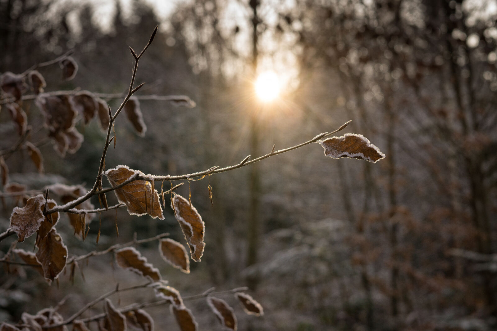 Sony a6000 + Sigma 30mm F2.8 EX DN sample photo. Branches, cold, dawn, environment photography