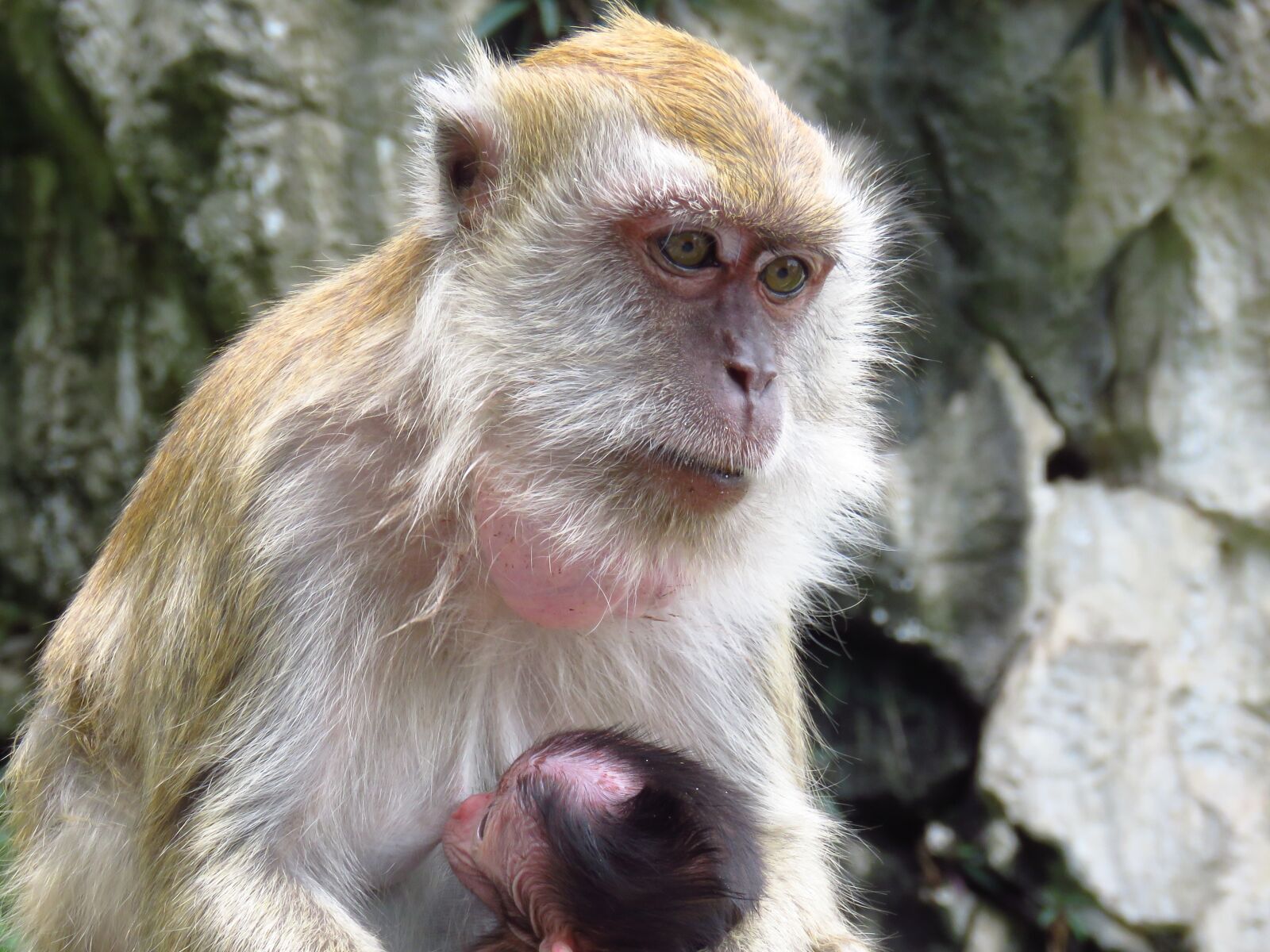 Canon PowerShot SX60 HS sample photo. Maternity, monkey, animal photography
