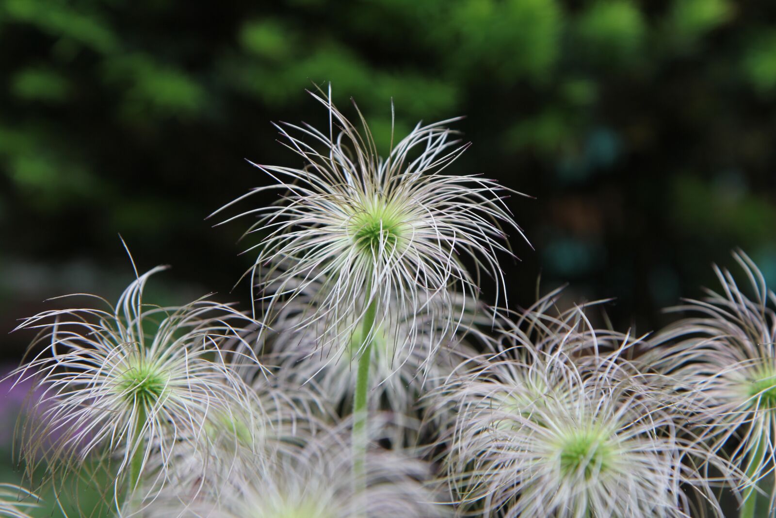 Canon EOS 60D sample photo. Nature, some people don't photography