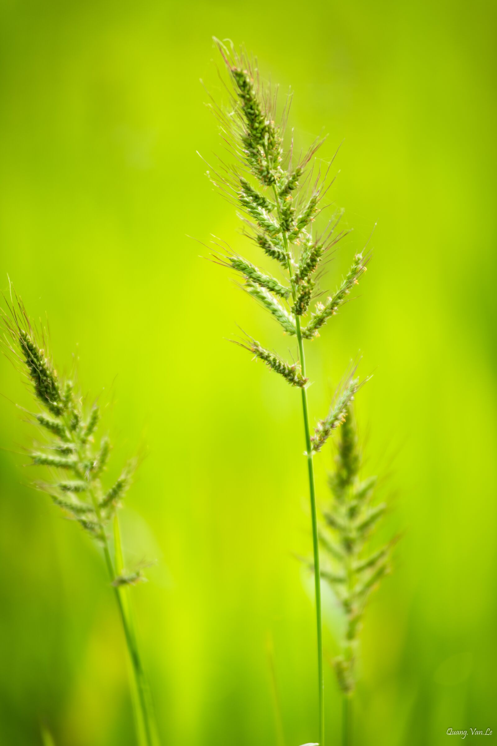 Nikon D810 sample photo. Closeup, nature, vietnam photography
