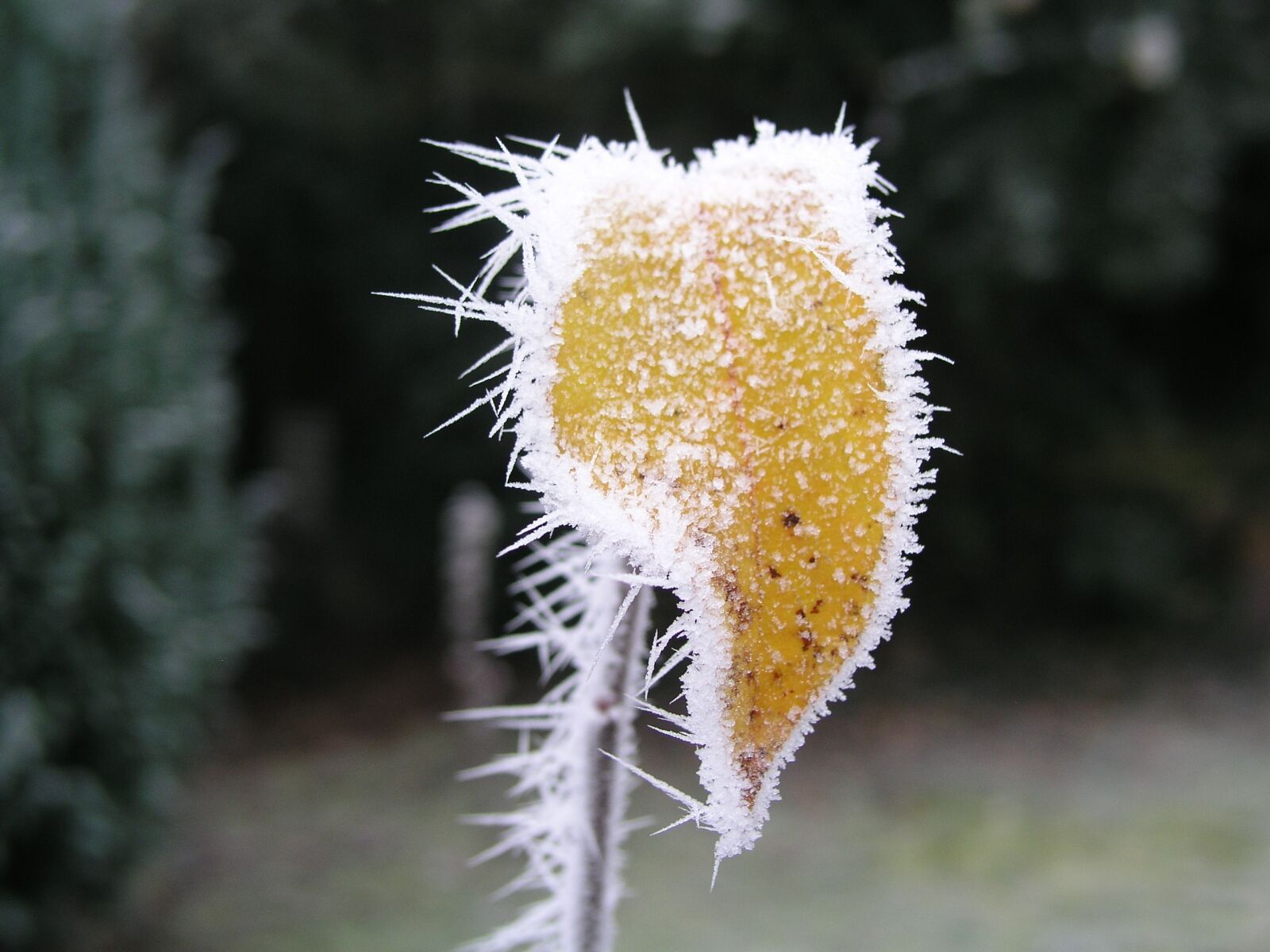 Olympus C5050Z sample photo. Morning, meadow, hoarfrost photography