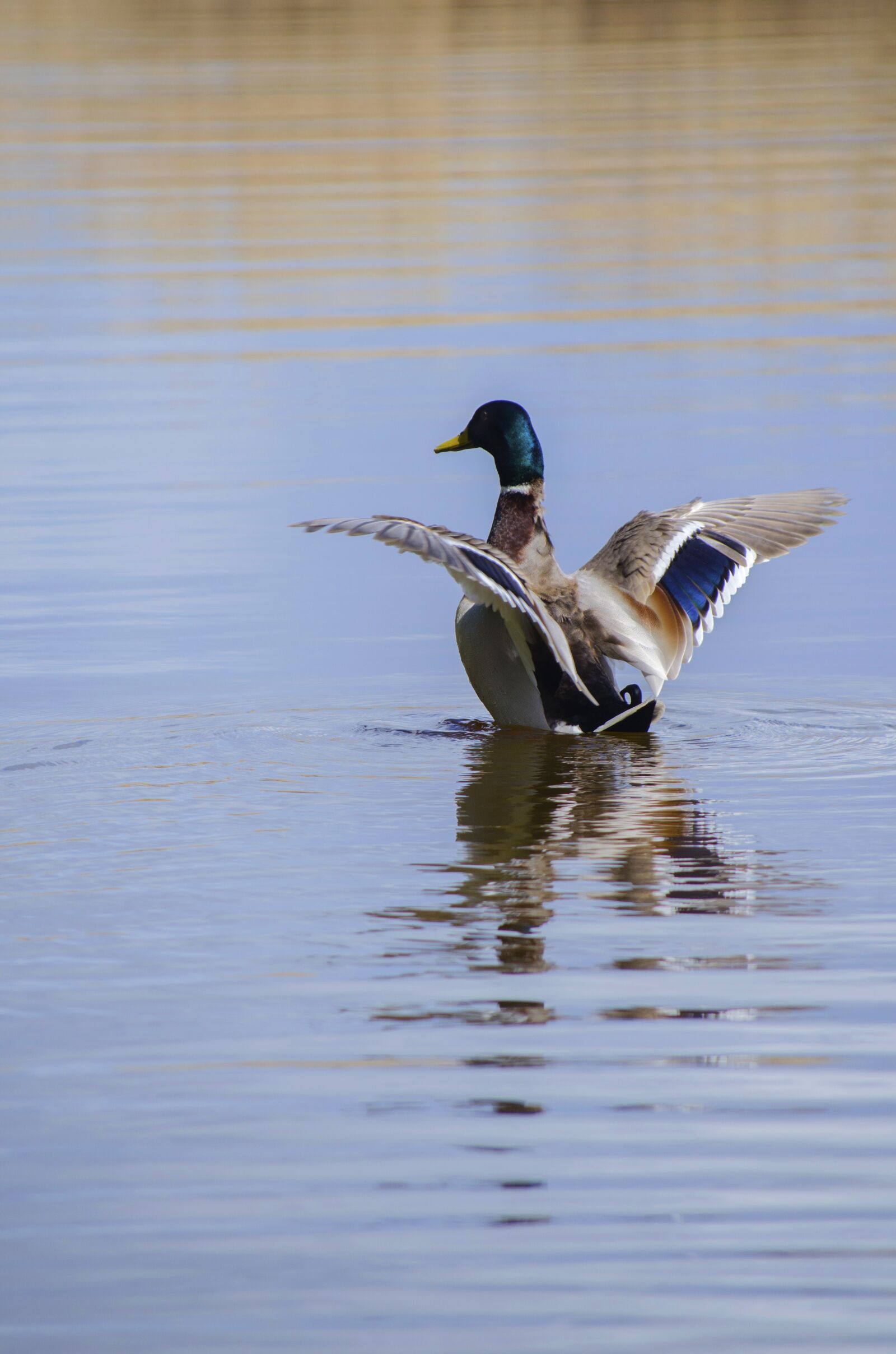 Nikon D5100 sample photo. Drake, duck, take off photography