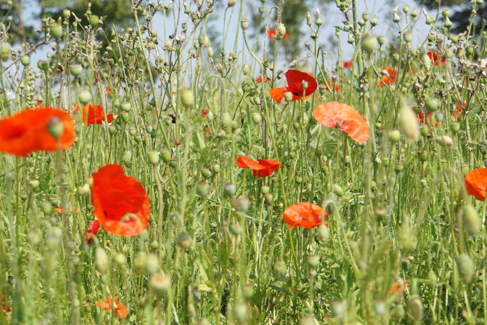 Sony a6000 + Sony E 18-200mm F3.5-6.3 OSS sample photo. Klatschmohn, poppy, poppy meadow photography