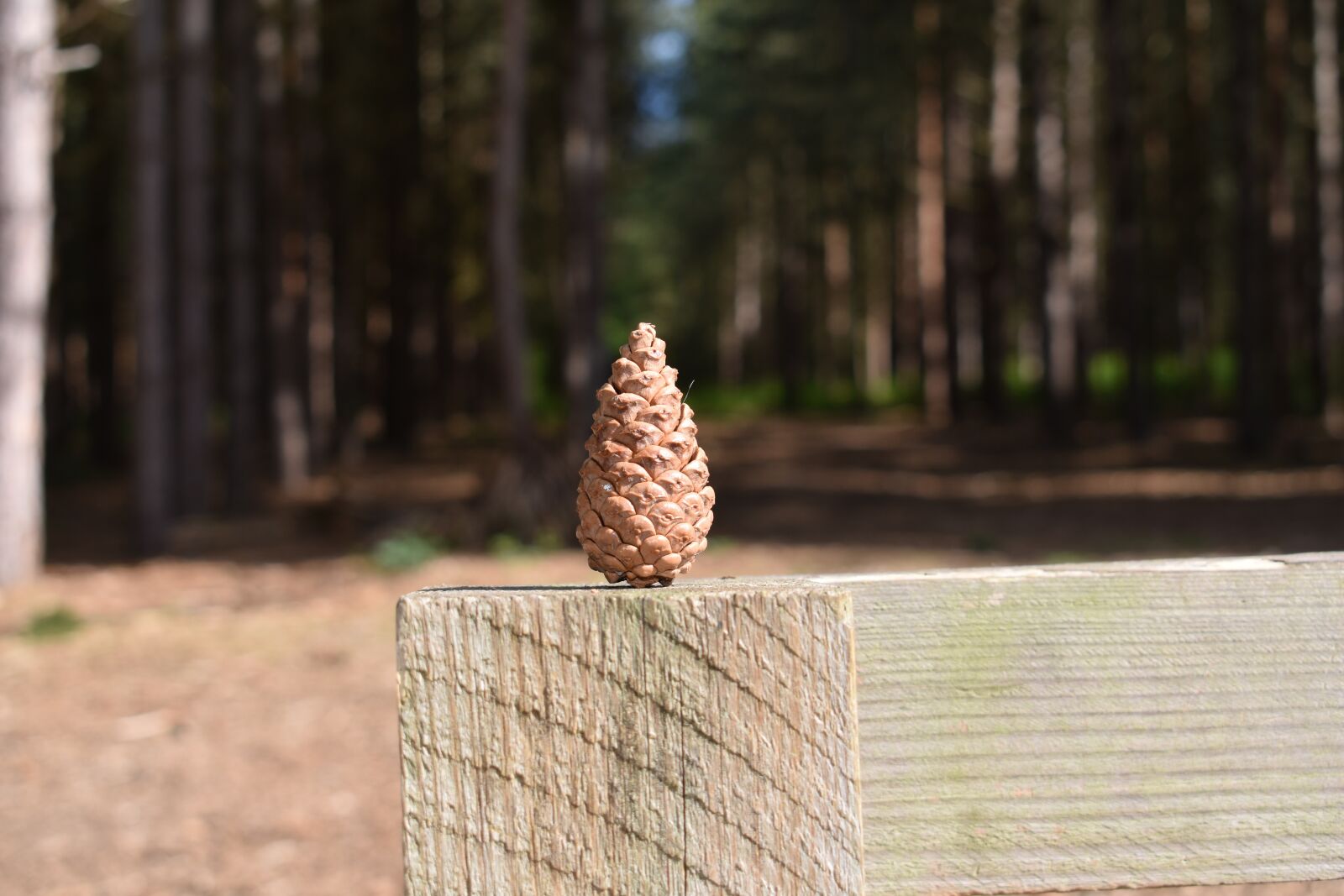 Nikon D3400 sample photo. Pine cone, woods, england photography