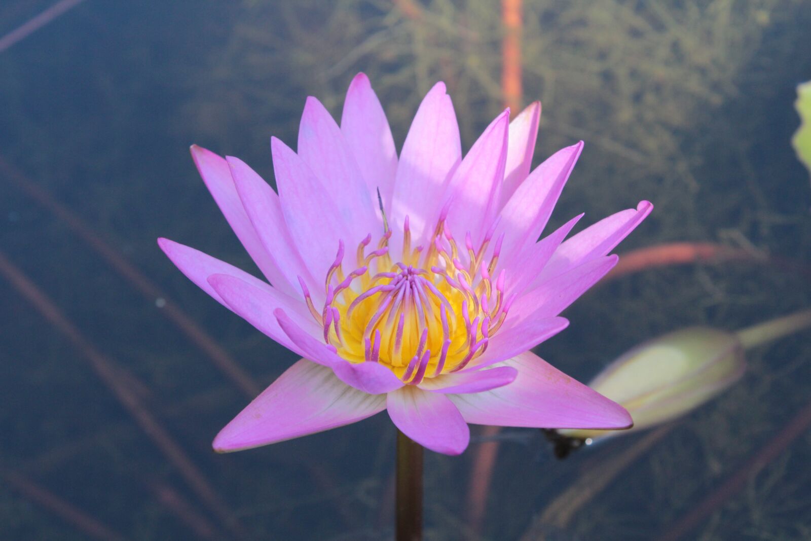 Canon EOS 550D (EOS Rebel T2i / EOS Kiss X4) sample photo. Water lily, lotus, flower photography
