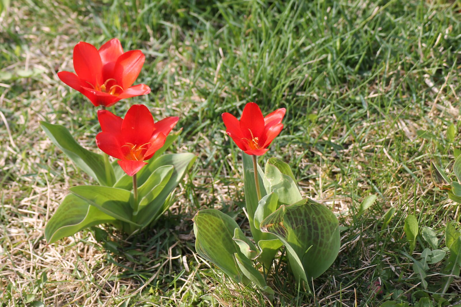 Canon EOS 1100D (EOS Rebel T3 / EOS Kiss X50) sample photo. Meadow, flowers, tulips photography