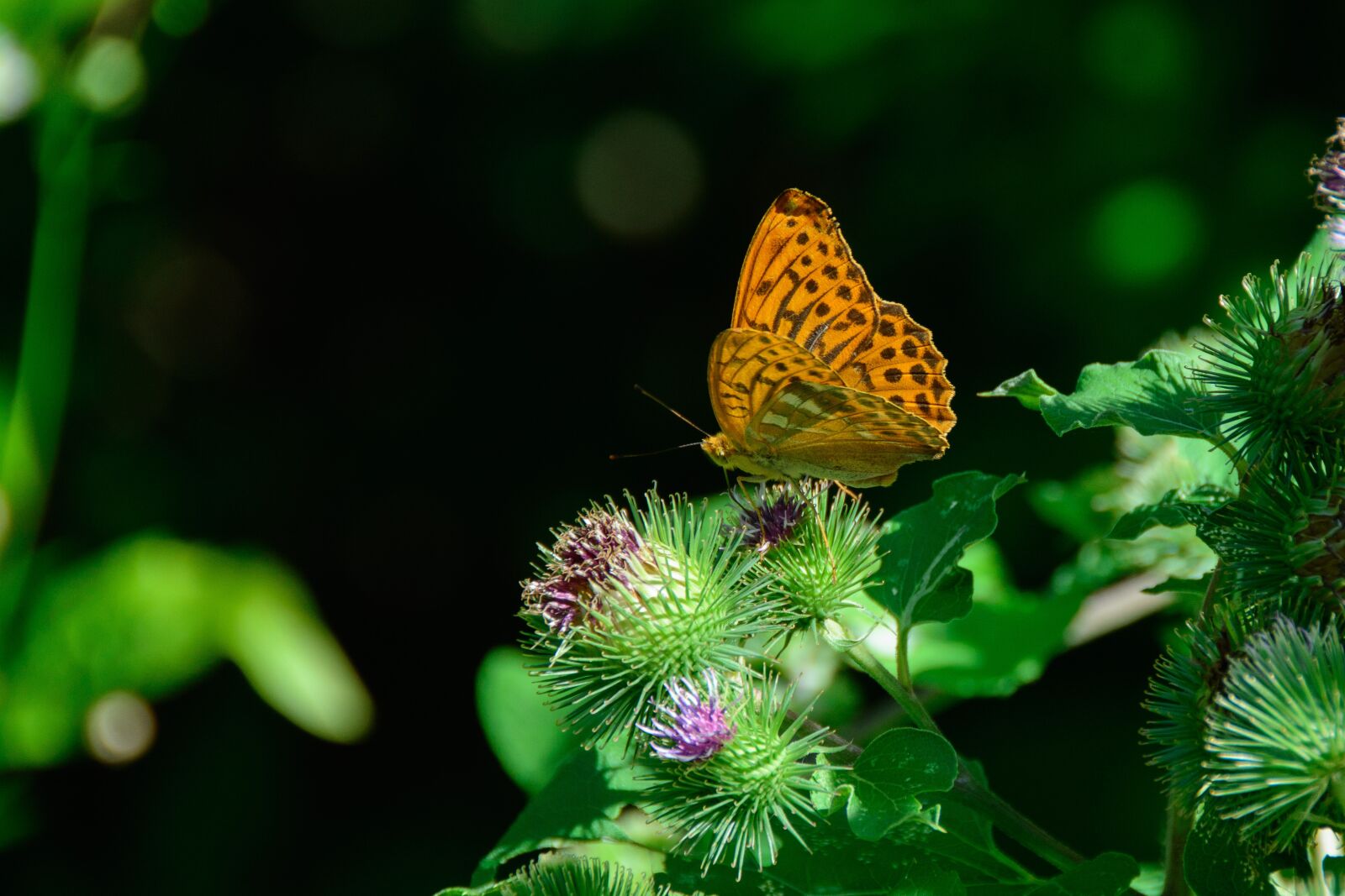 Nikon D7100 sample photo. Silver-bordered fritillary, butterfly, nature photography