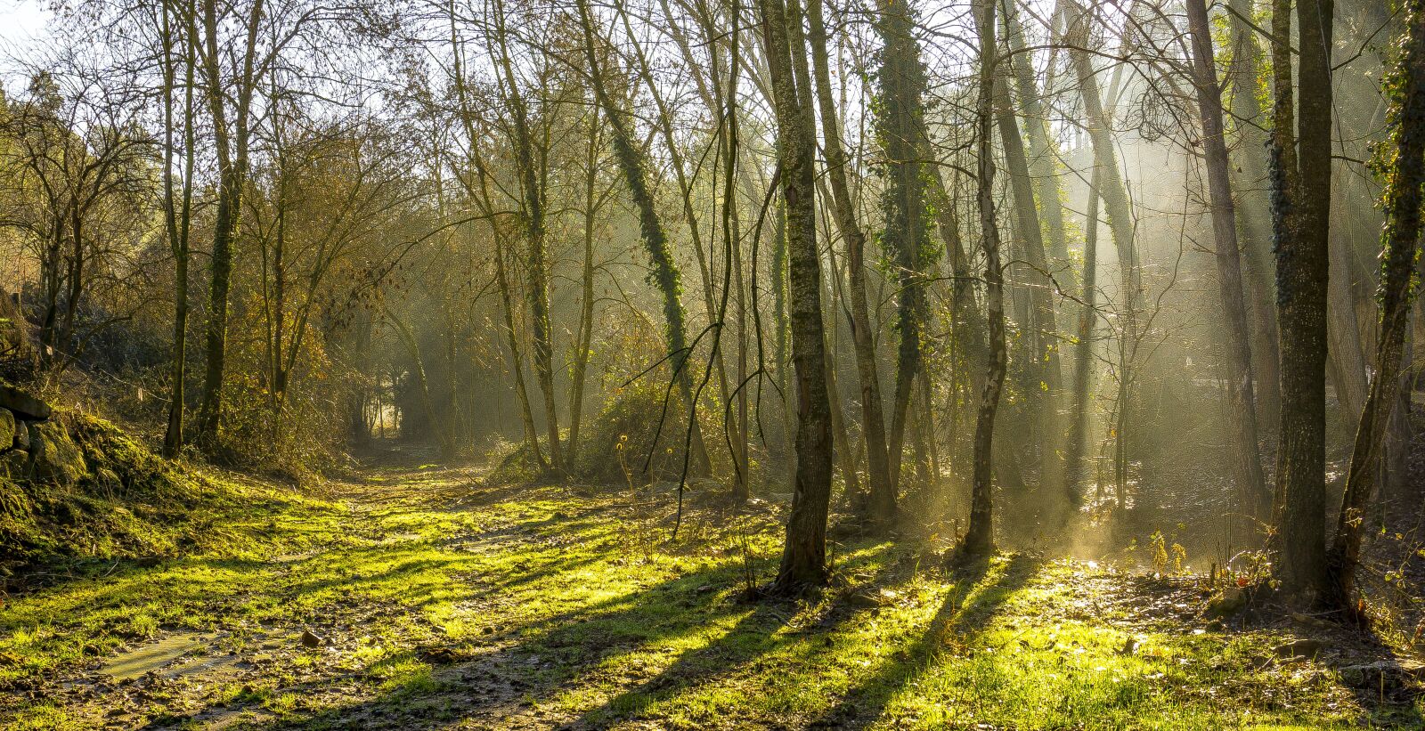 Sony E 16-50mm F3.5-5.6 PZ OSS sample photo. Arboleda, backlight, wood photography
