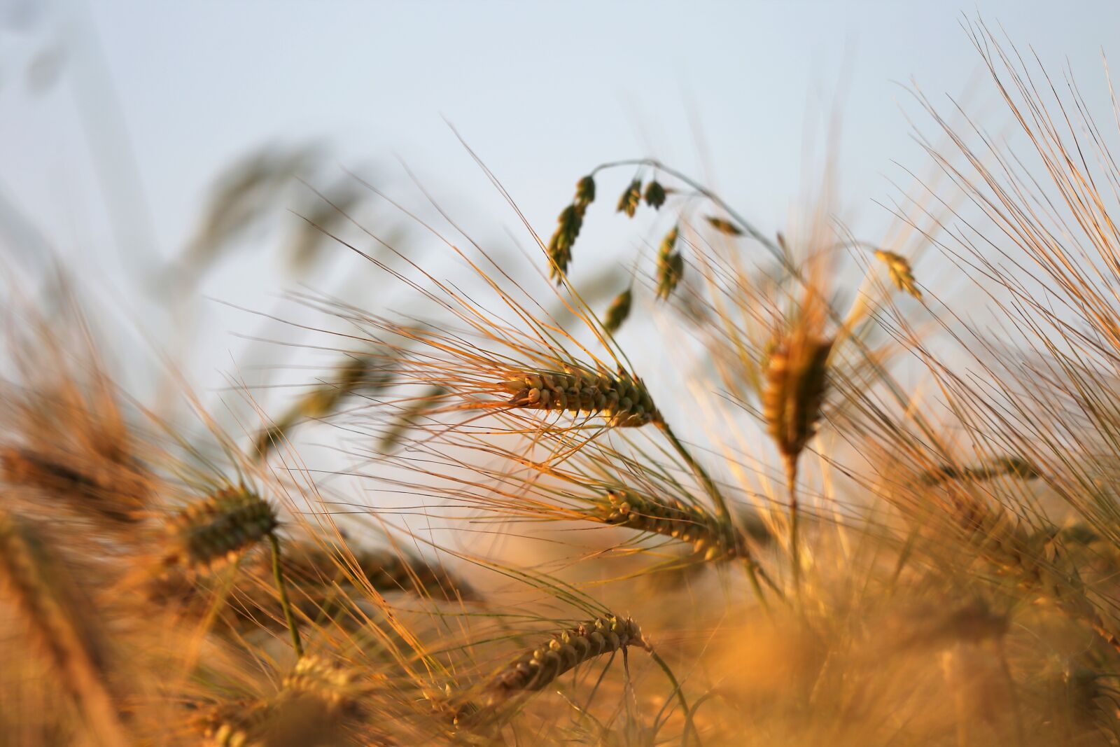 Canon EF 70-300 F4-5.6 IS II USM sample photo. Agriculture, barley in wind photography