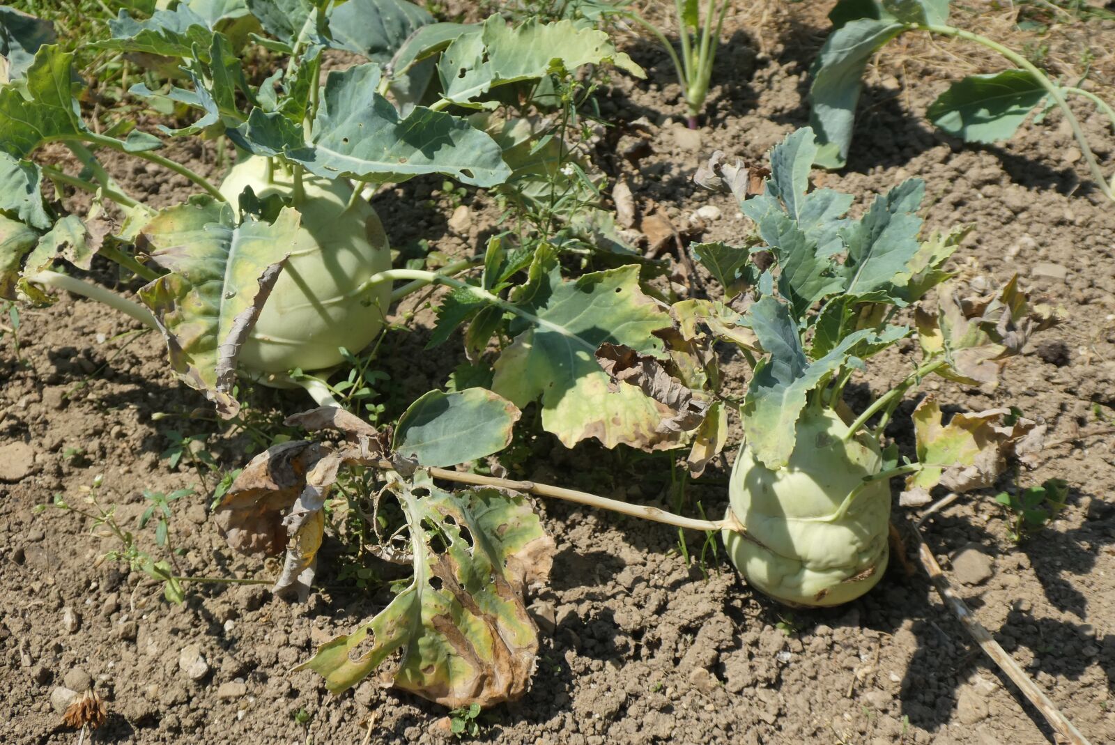 Panasonic Lumix DC-ZS70 (Lumix DC-TZ90) sample photo. Kohlrabi, vegetable, garden photography