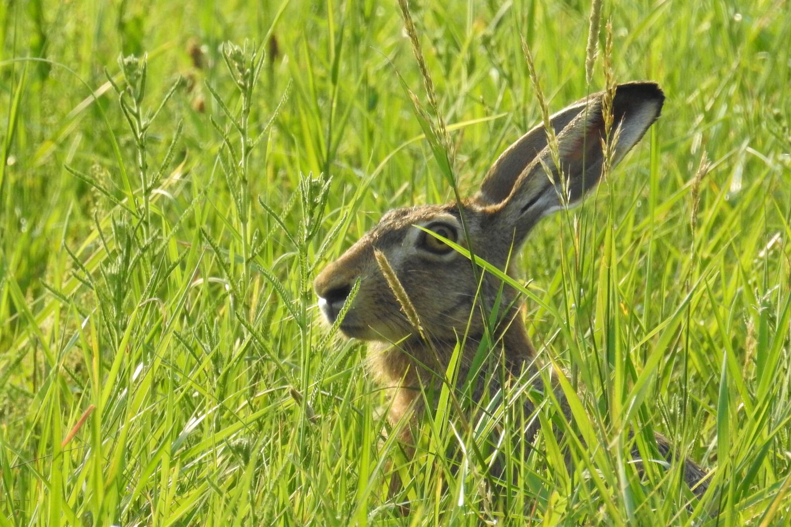 Nikon Coolpix P900 sample photo. Hare, hidden, meadow photography