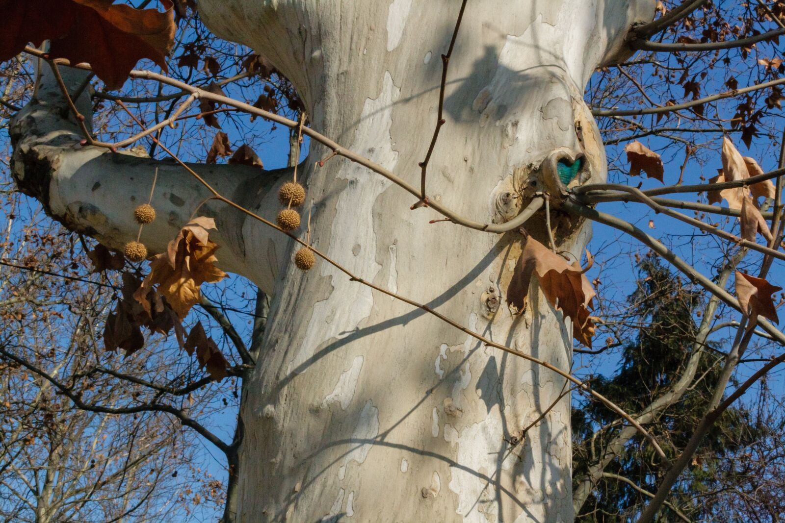 Canon EOS 400D (EOS Digital Rebel XTi / EOS Kiss Digital X) sample photo. Plane tree, platanus, tree photography