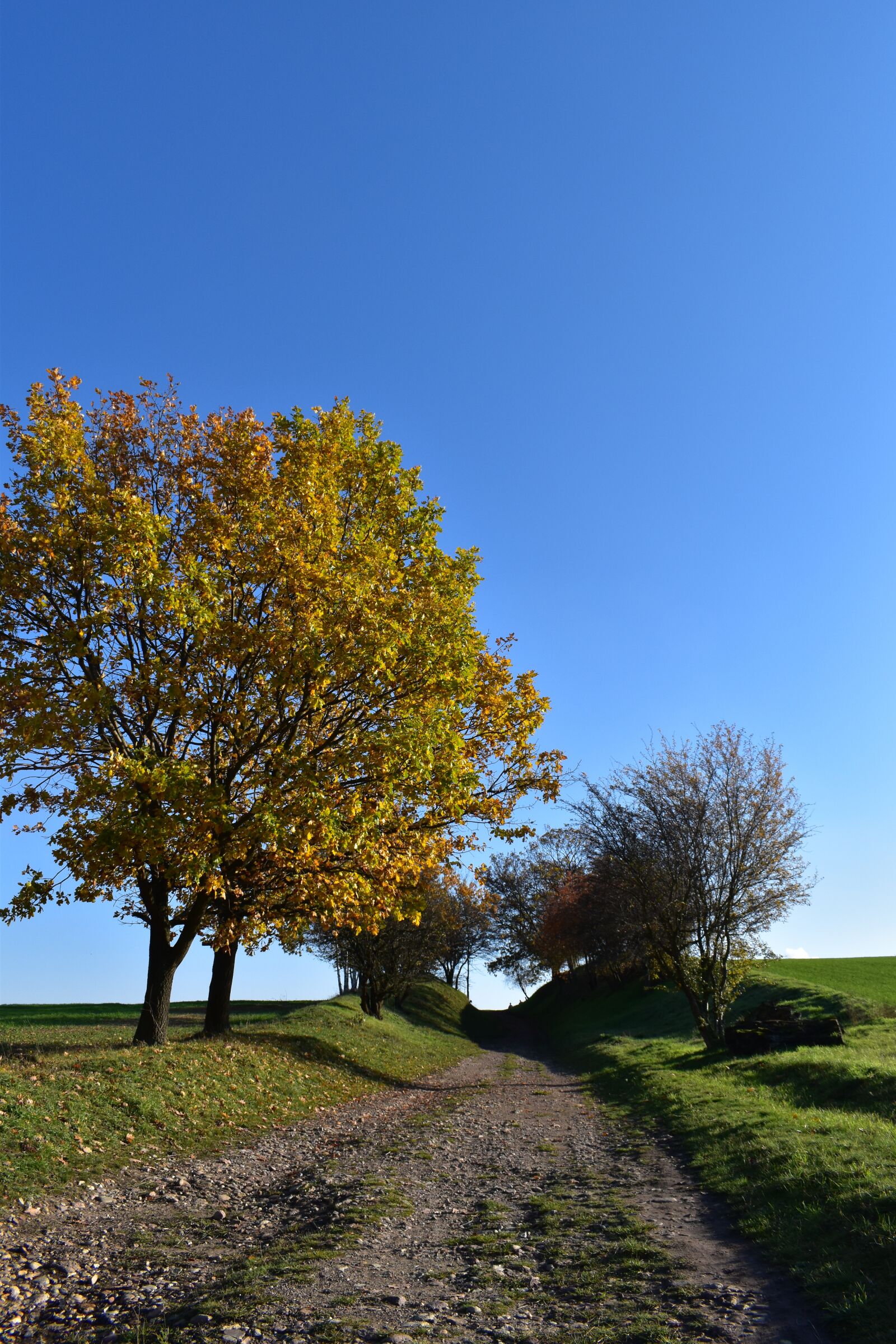 Nikon D5600 sample photo. Autumn, nature, tree photography