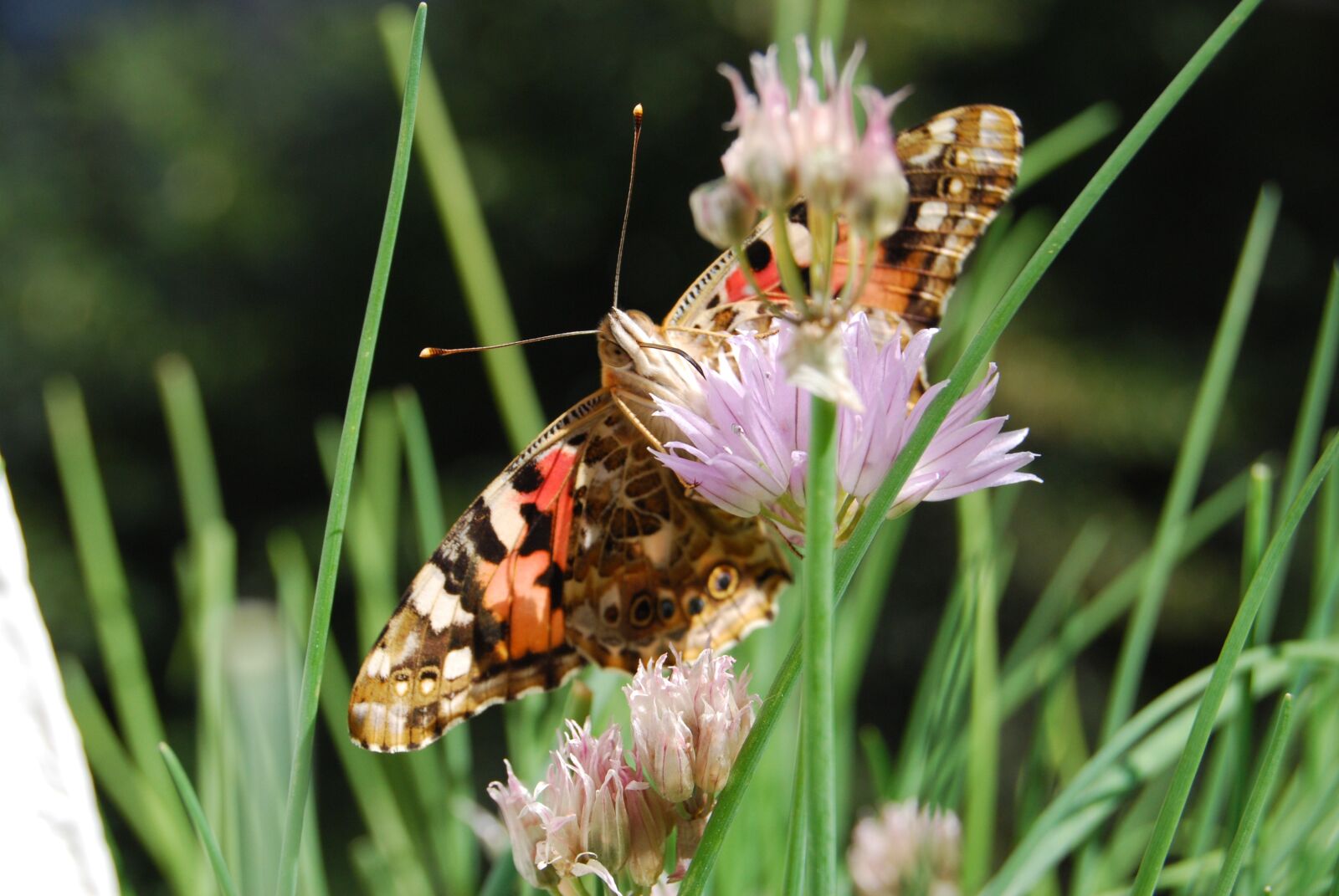 Nikon D60 sample photo. Butterfly, proboscis, suck photography