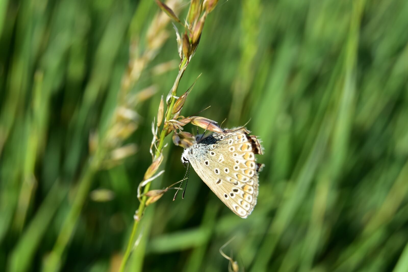 Nikon D5600 sample photo. Butterfly, macro, insect photography