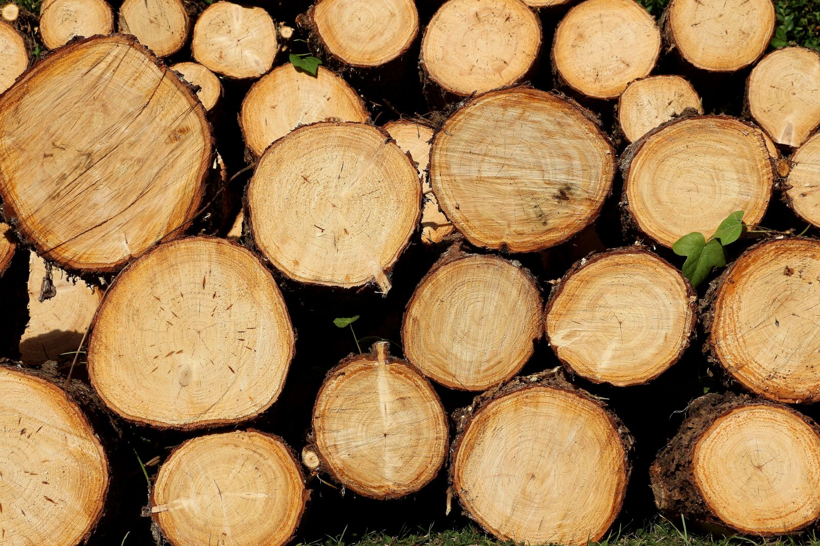 Canon EOS 700D (EOS Rebel T5i / EOS Kiss X7i) sample photo. Wood, holzstapel, background photography