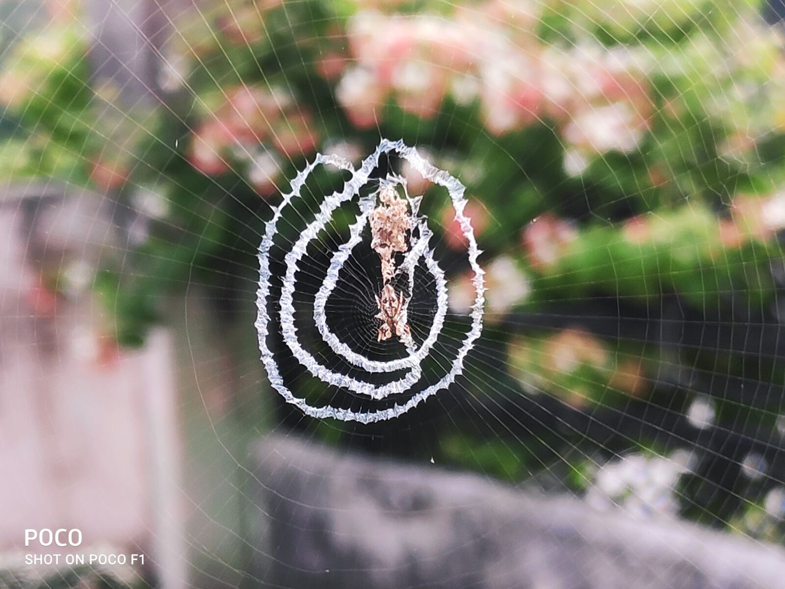 Xiaomi POCO F1 sample photo. Spider, net, spider net photography