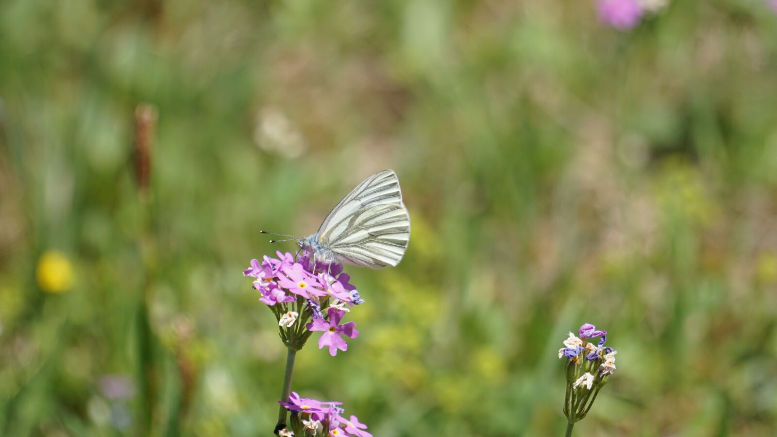 Sony E 55-210mm F4.5-6.3 OSS sample photo. Butterfly, white, blossom photography