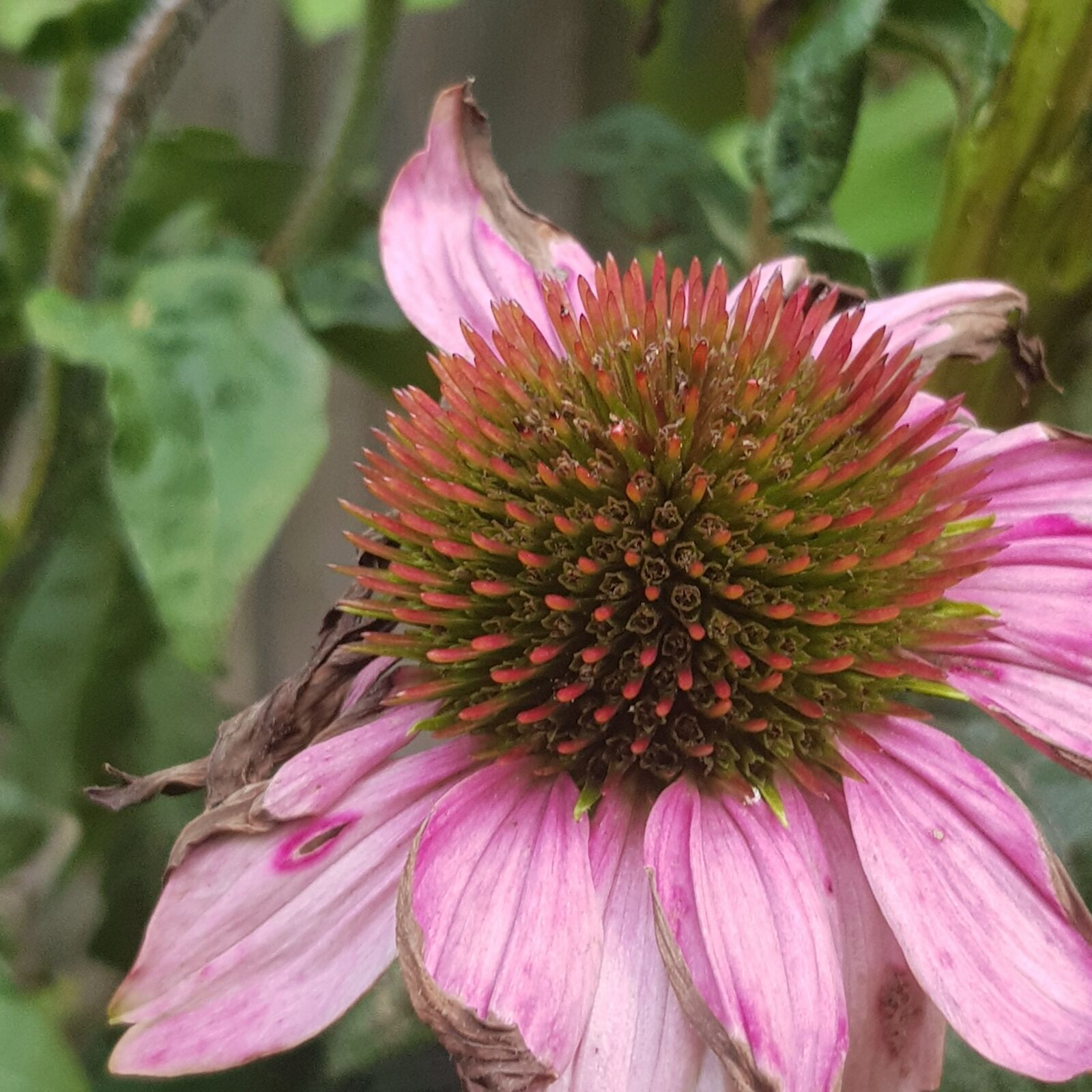 Samsung Galaxy S8 sample photo. Sun god, garden, plant photography