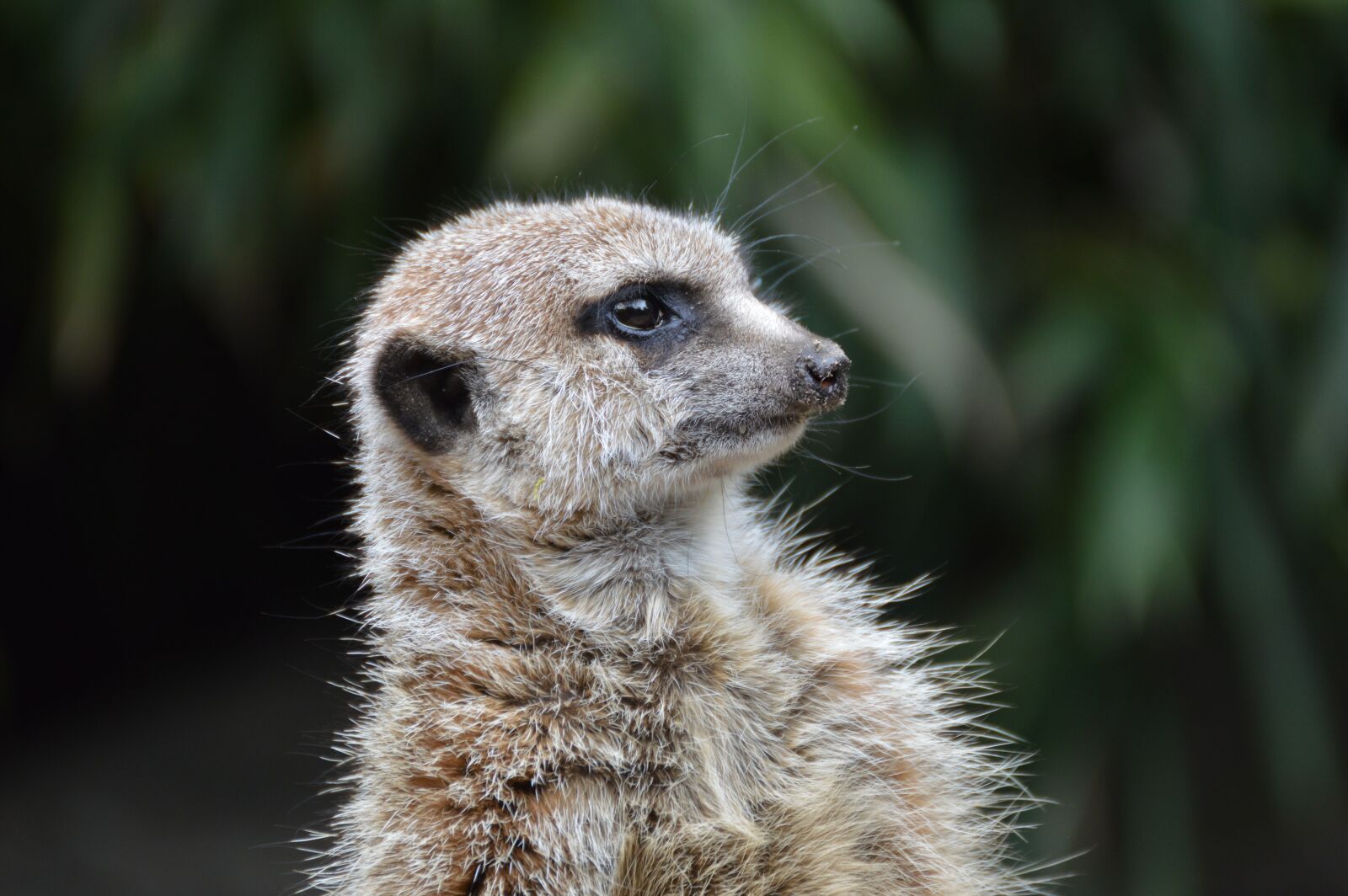 Nikon D3200 sample photo. Meerkat, erdmännchen, oliemeulen photography