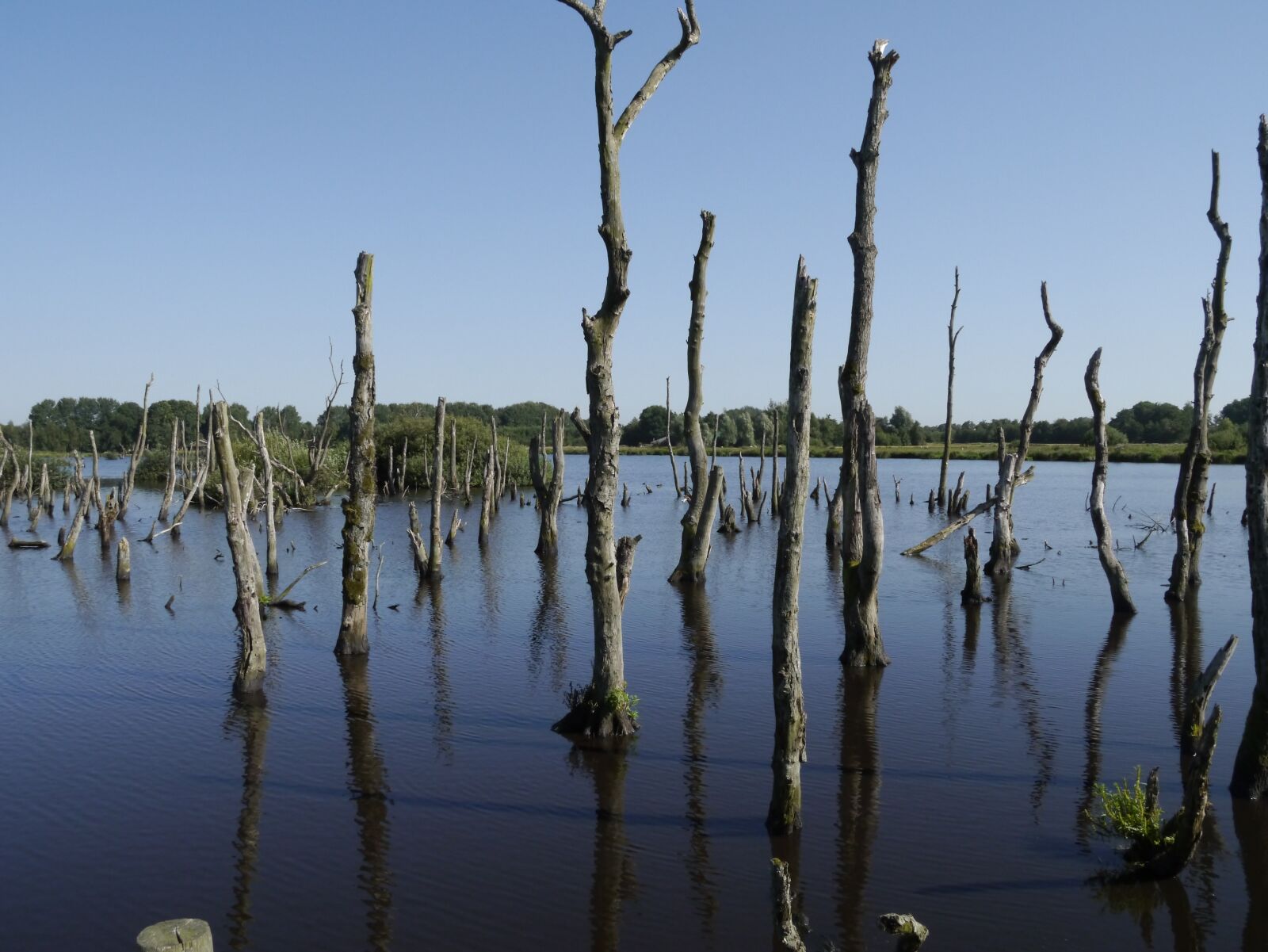 Panasonic Lumix DMC-G3 sample photo. Water, dead trees, surreal photography