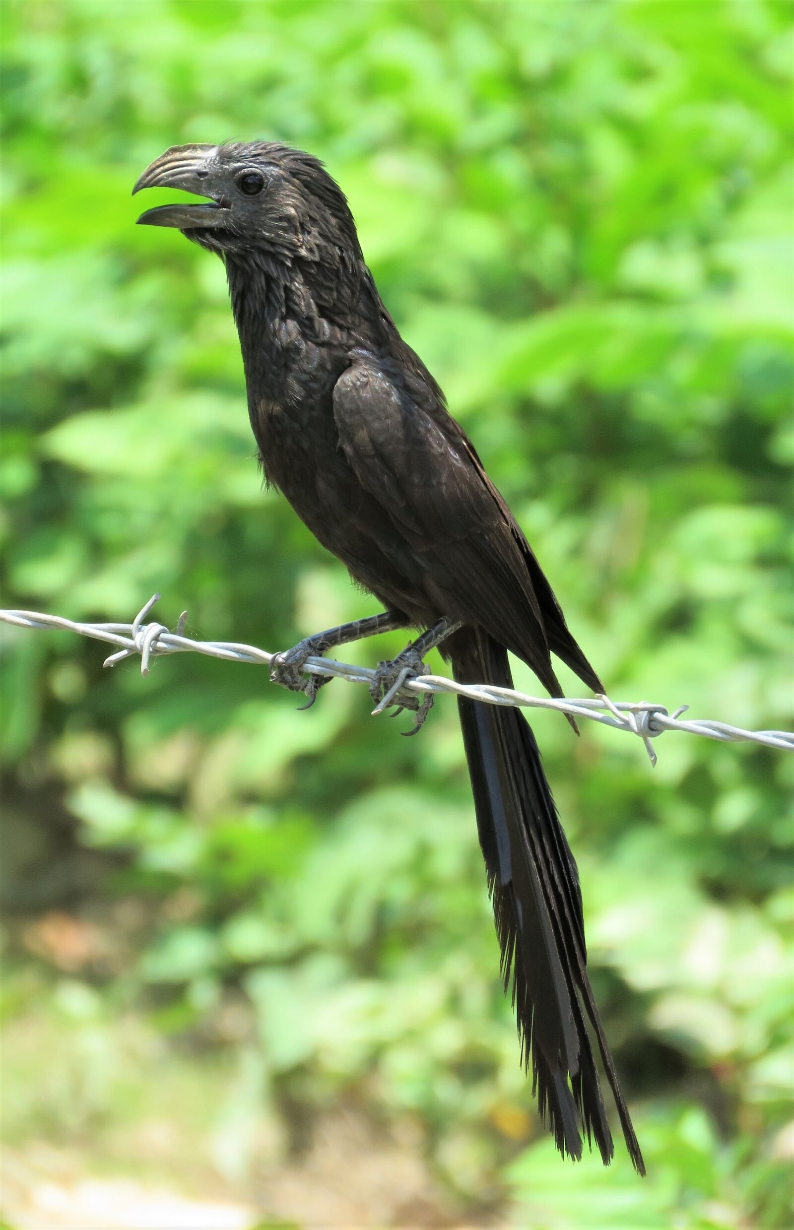 Canon PowerShot SX60 HS sample photo. Tropical bird, bird, black photography