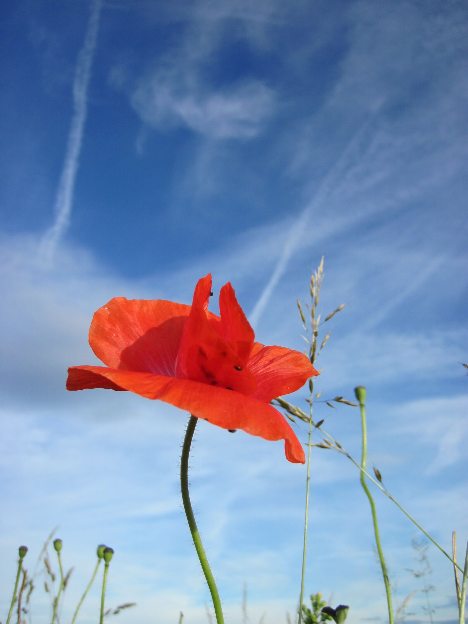 Canon PowerShot D10 sample photo. Poppy, red, sky photography