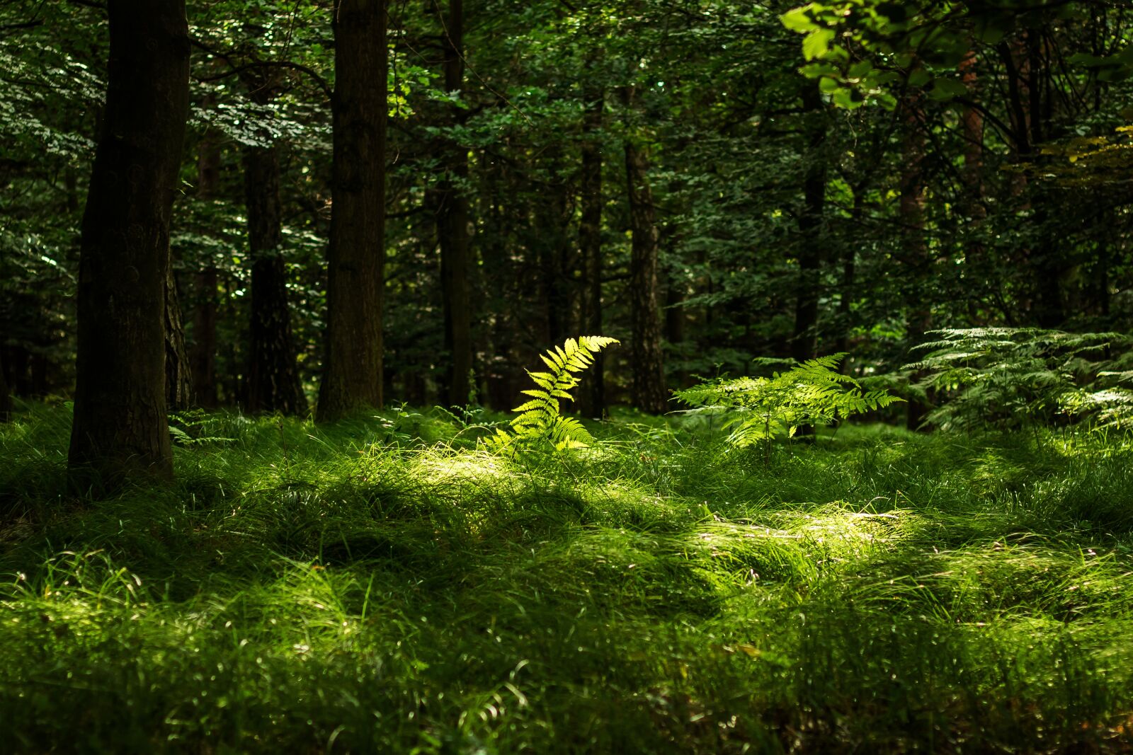 Canon EOS 750D (EOS Rebel T6i / EOS Kiss X8i) sample photo. Forest, fern, nature photography