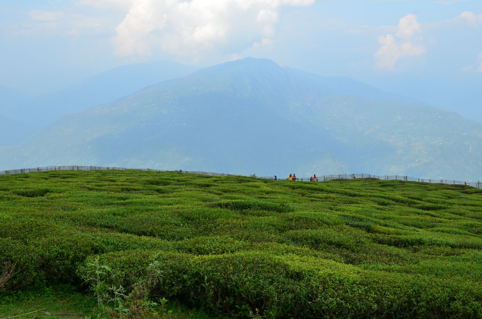 Nikon D5100 sample photo. Tea, green, valley photography