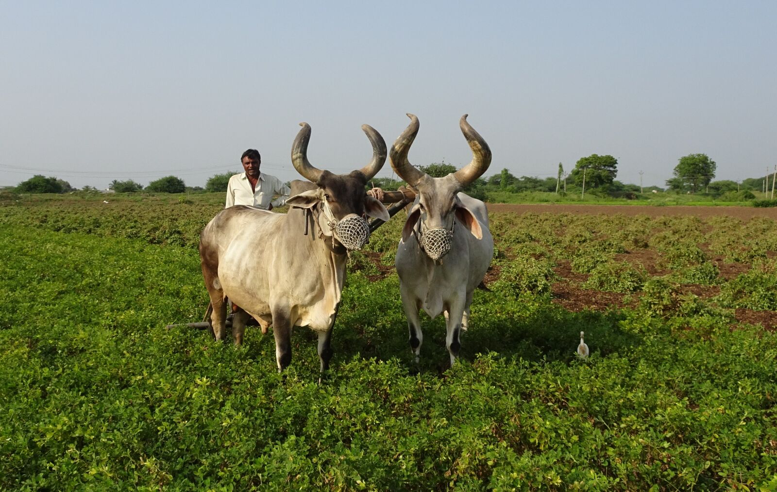 Sony Cyber-shot DSC-HX90V sample photo. Bullock, ox, plough photography