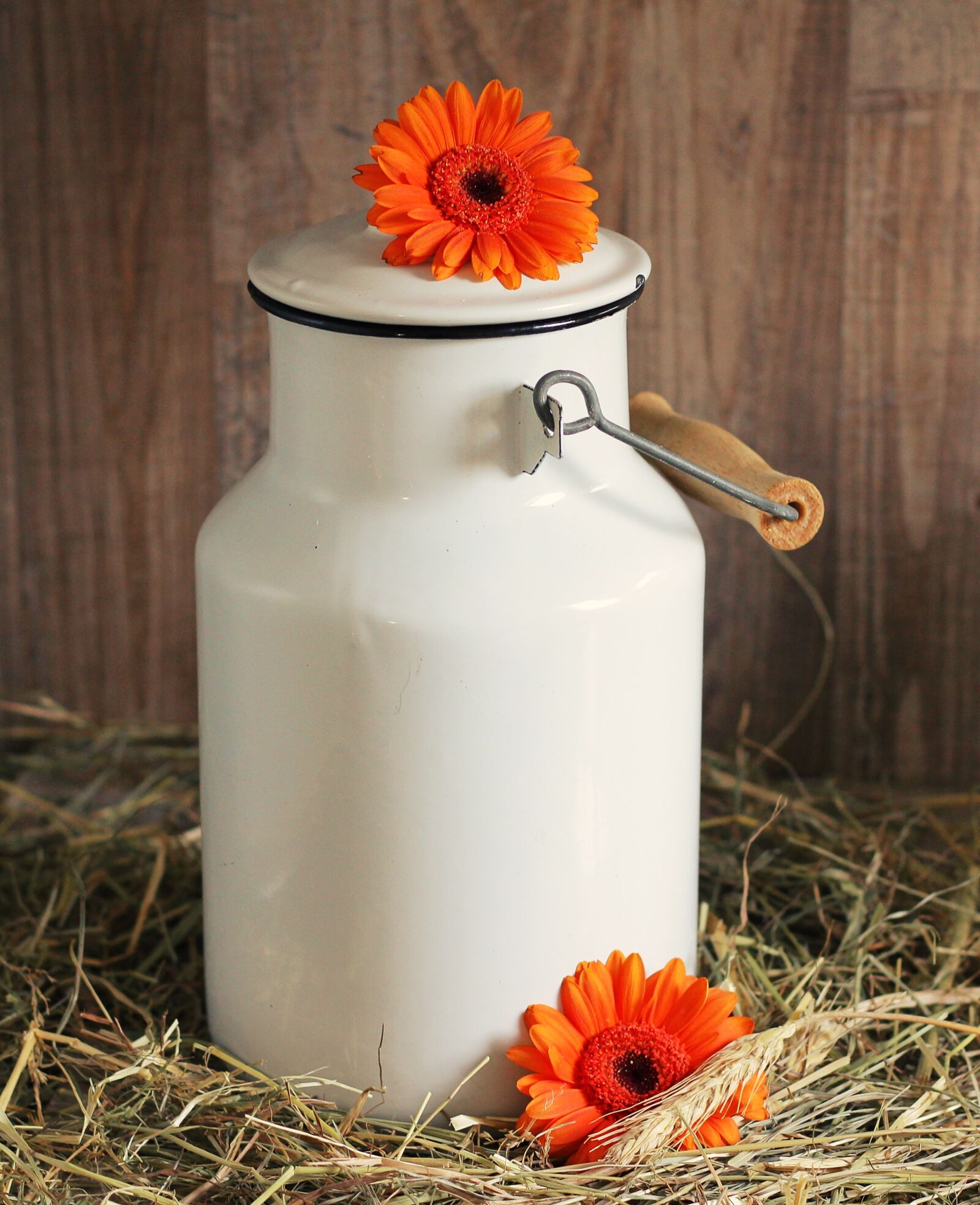 Canon EOS 550D (EOS Rebel T2i / EOS Kiss X4) sample photo. Milk can, gerbera, flowers photography