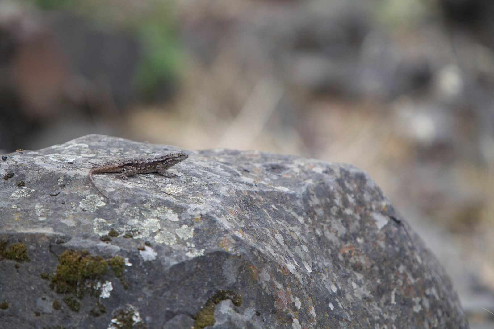 Canon EOS 5D Mark II sample photo. Lizard, sunning, rock photography